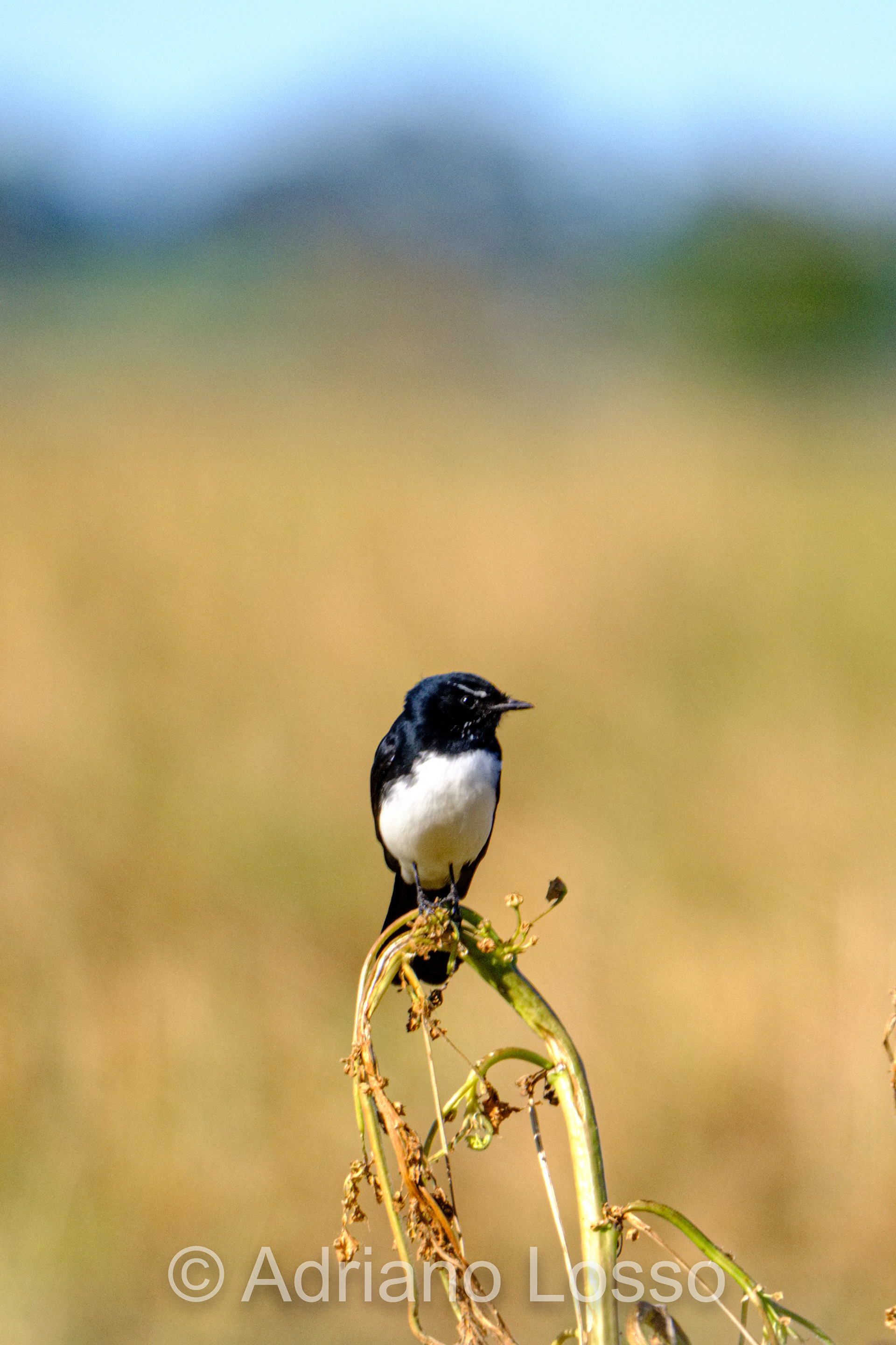 Willie Wagtail (Rhipidura leucophrys)