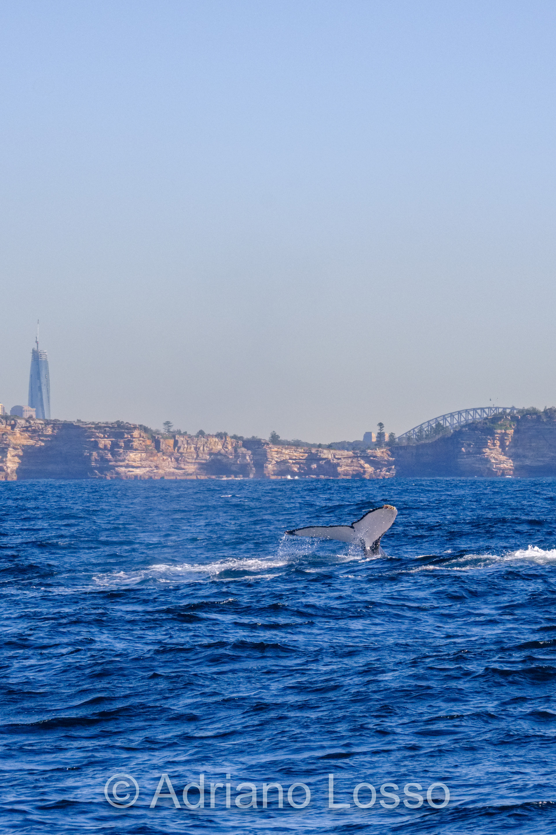 Humpback Whale (Megaptera novaeangliae)