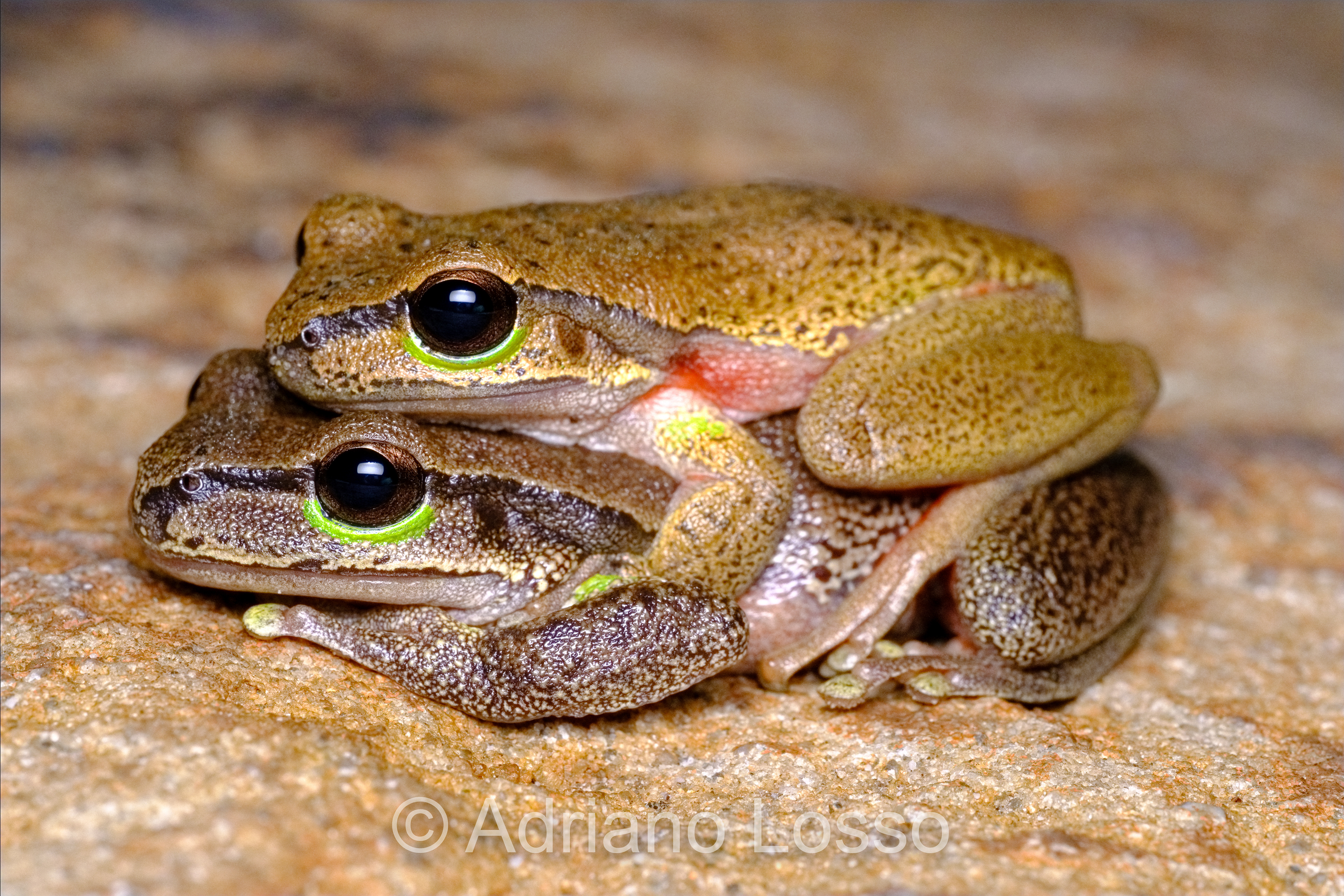 Blue Mountains Tree Frogs (Litoria citropa)