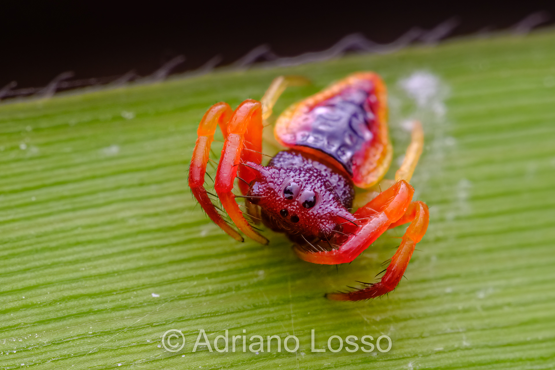 Arkys sp. (Arkyidae)