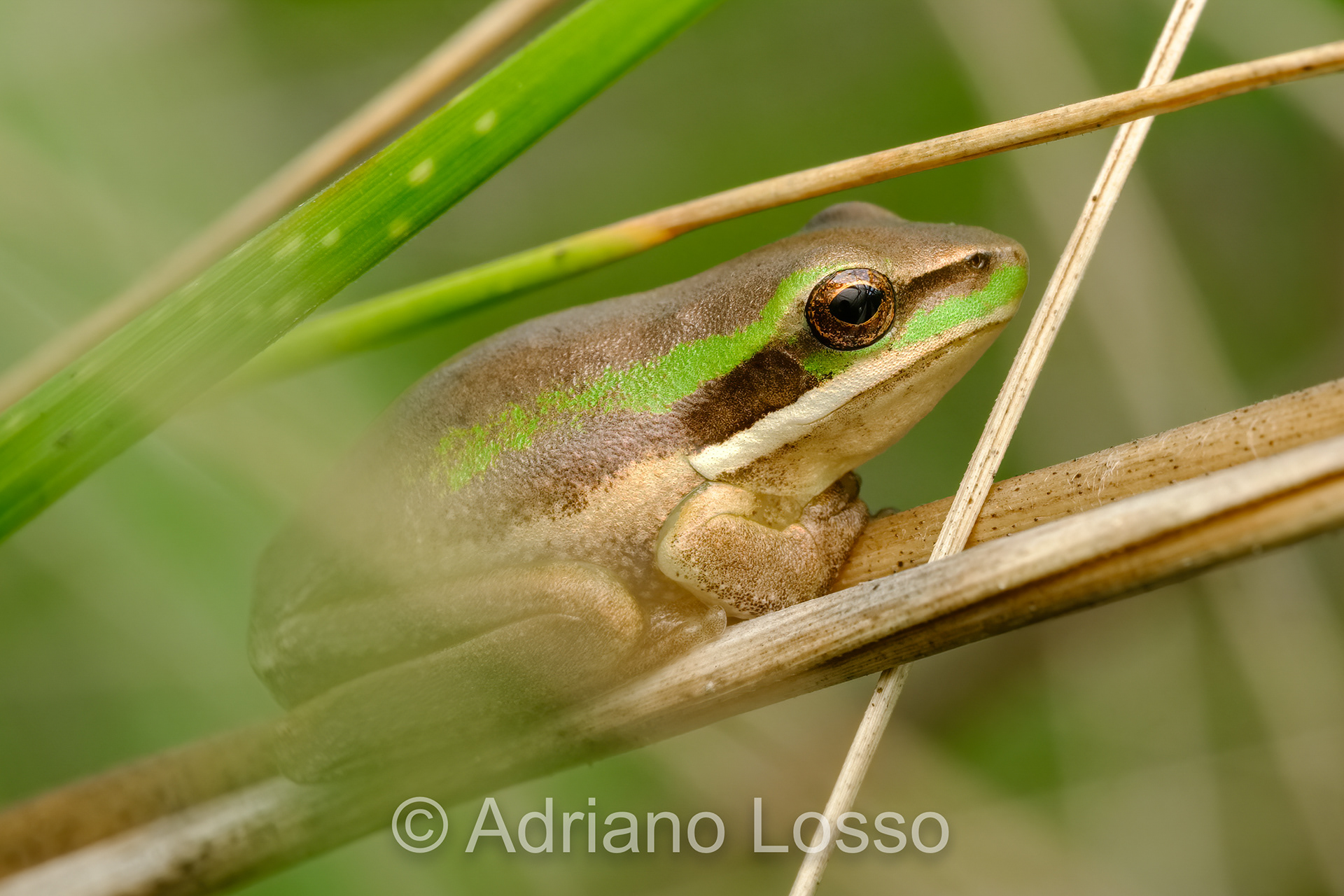 Eastern Dwarf Tree Frog (Litoria fallax)