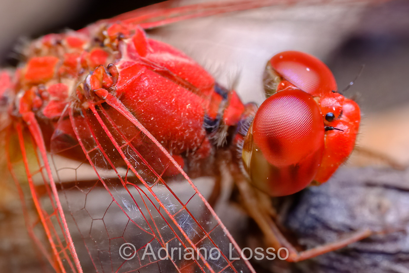 Scarlet Percher (Diplacodes haematodes)