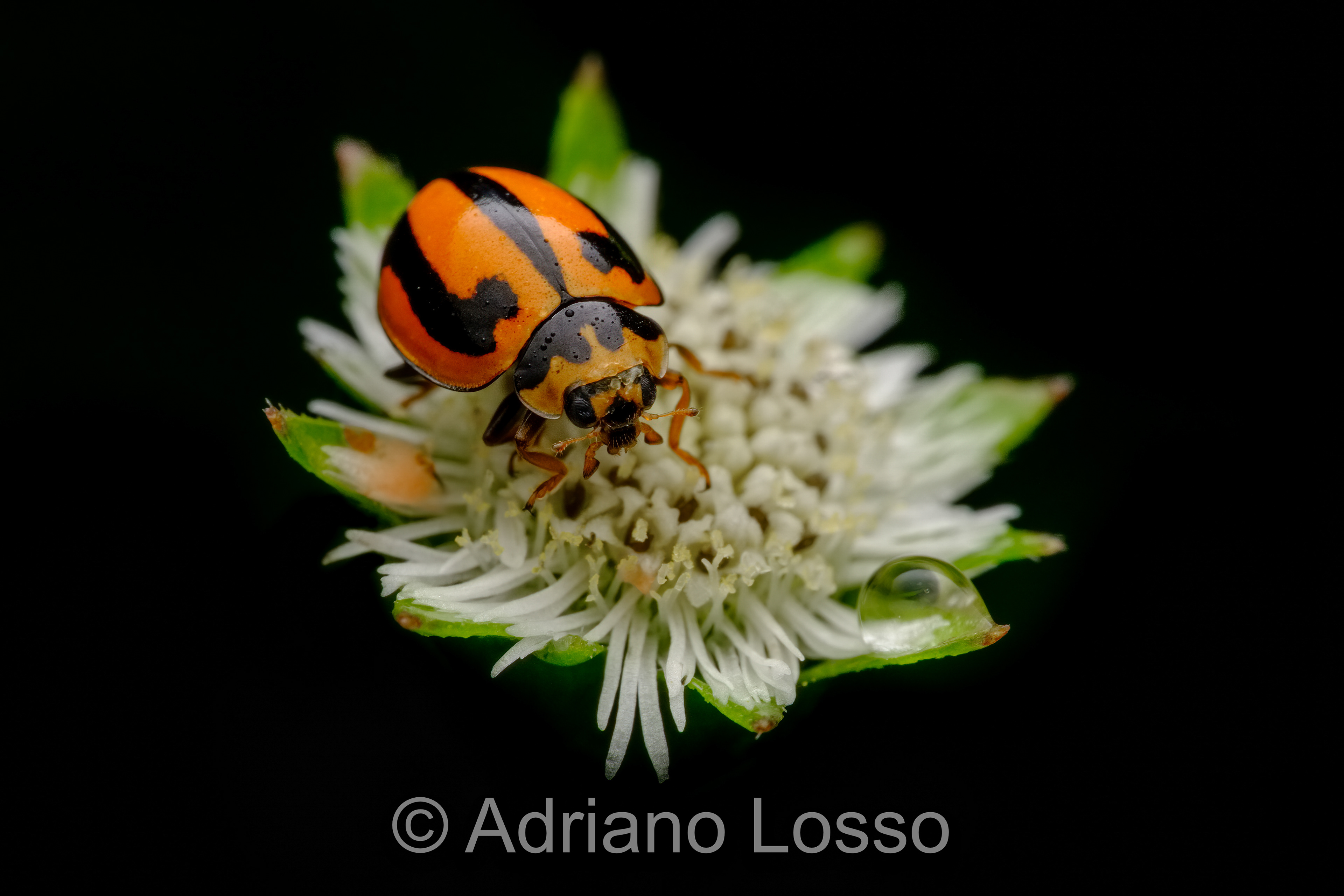 Striped Ladybird Beetles (Micraspis frenata)