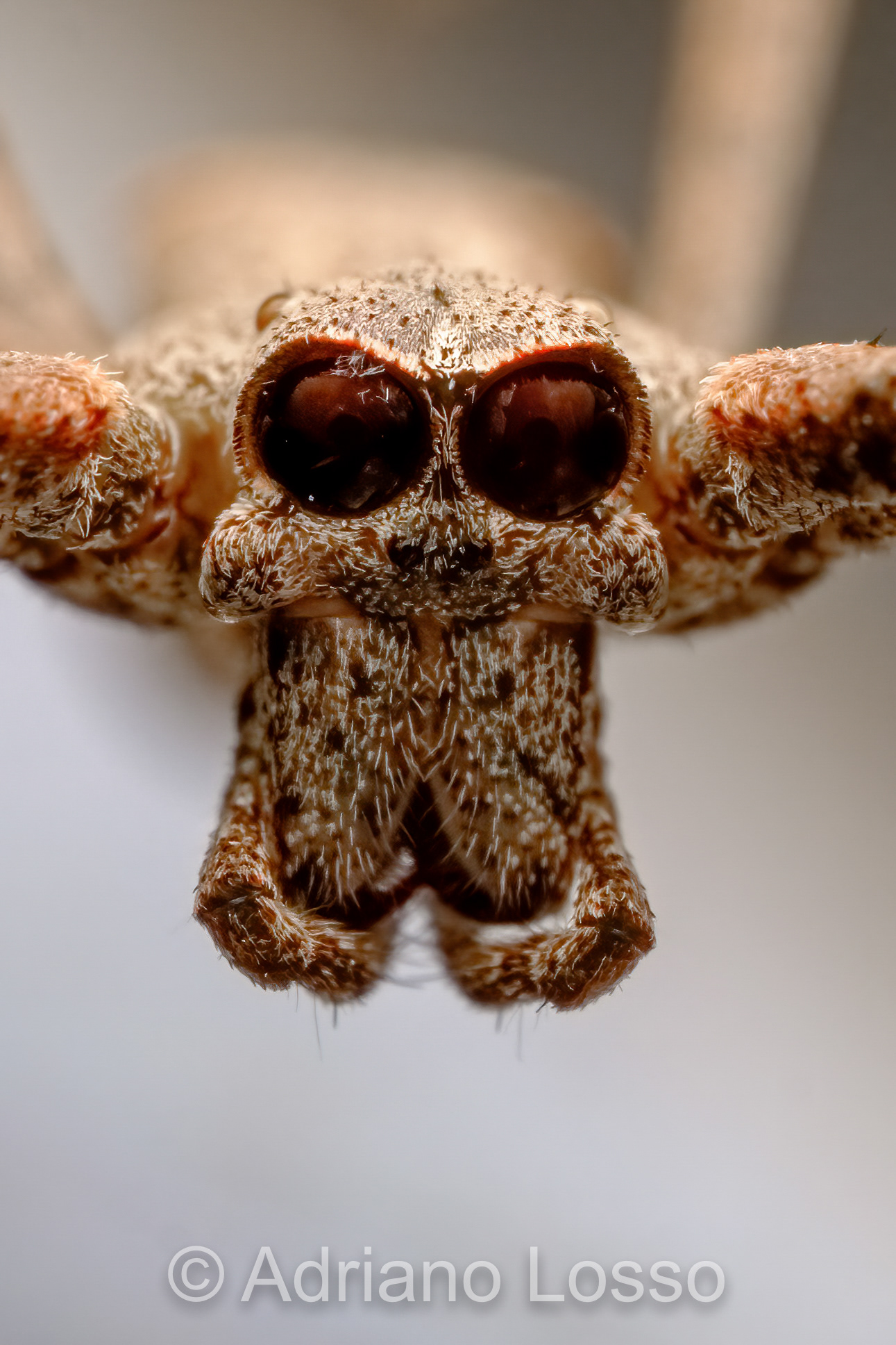 Female Net-Casting Spider (Deinopis subrufa)
