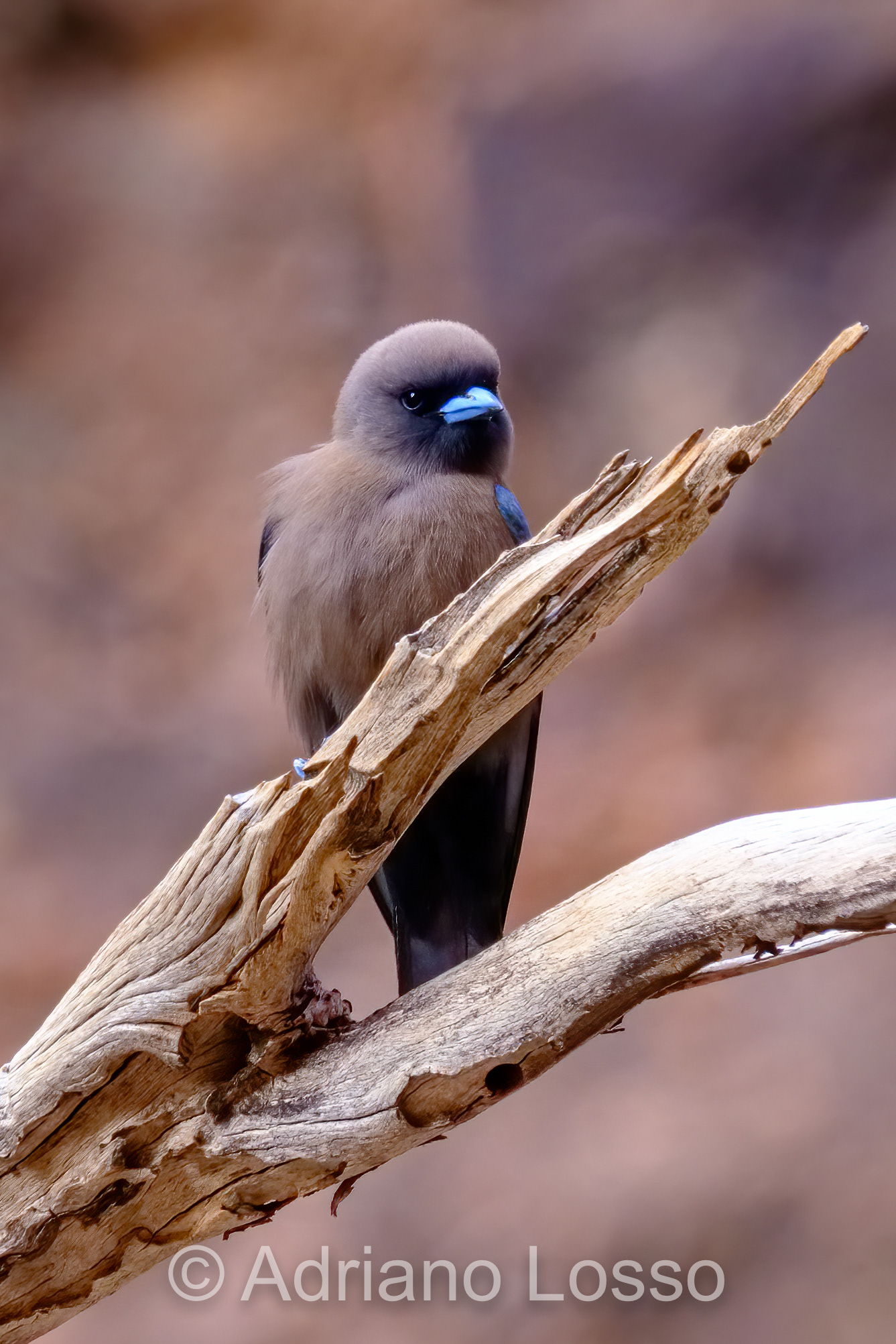 Little Woodswallow (Artamus minor)