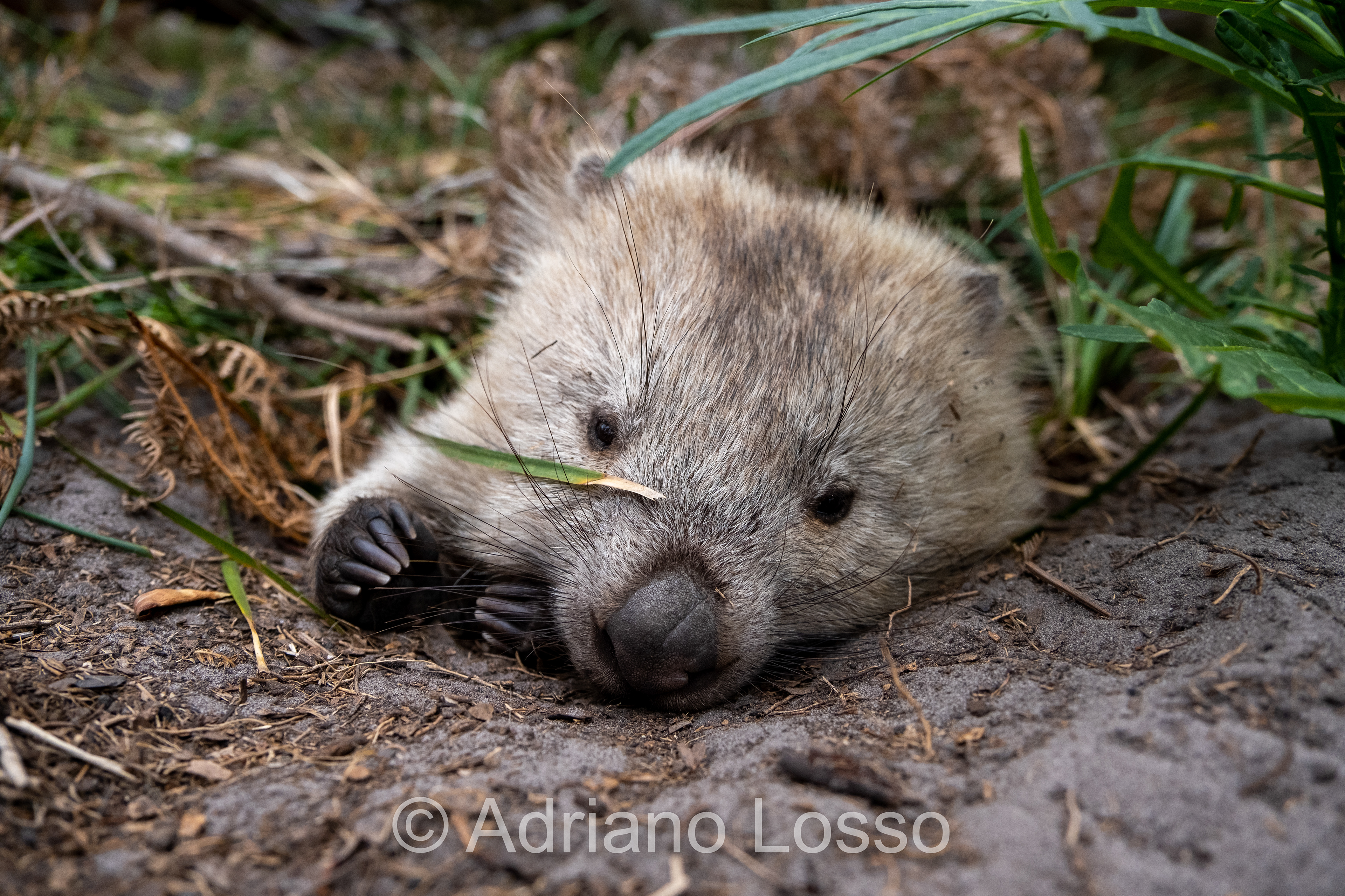 Bare-Nosed Wombat (Vombatus ursinus)