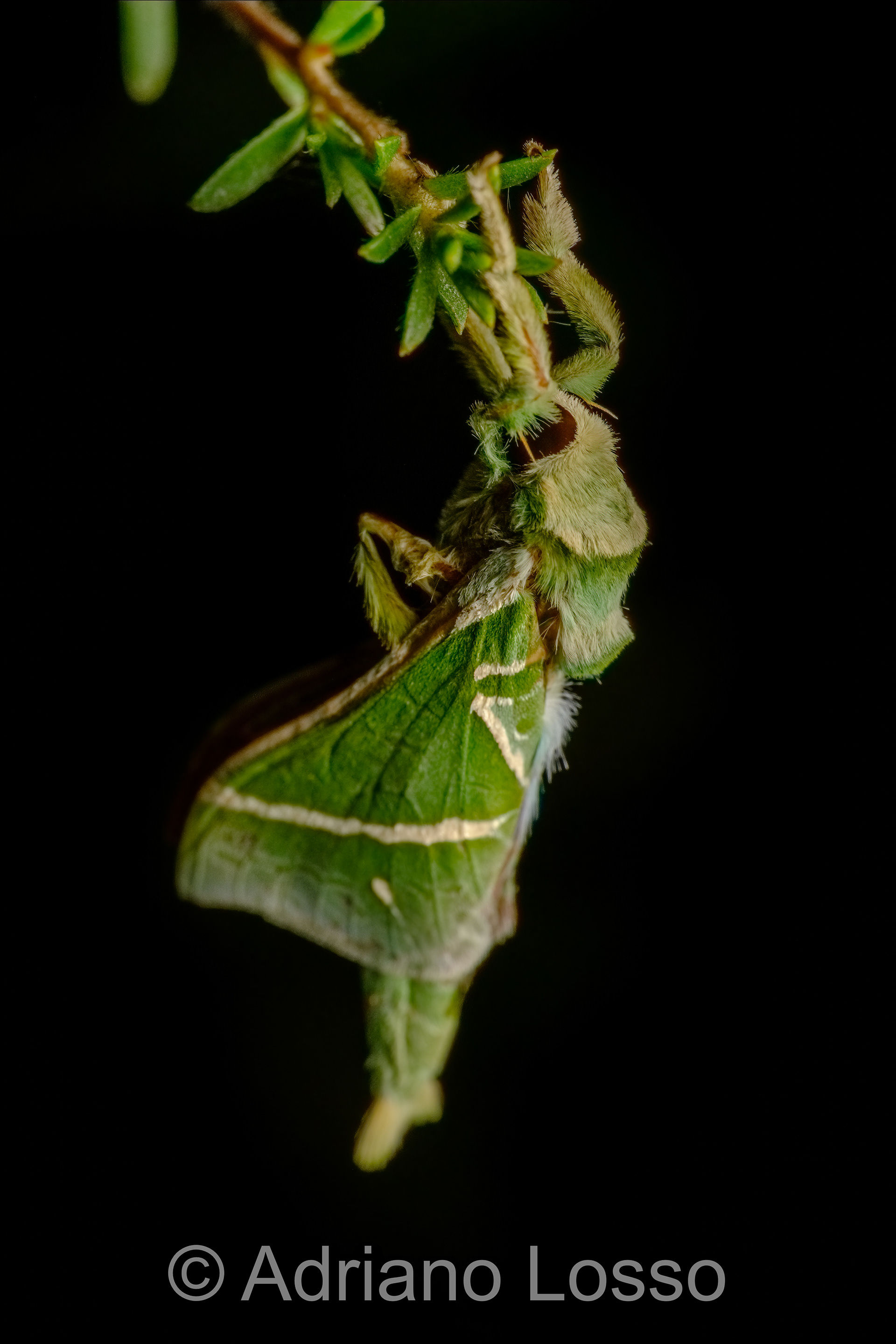 Splendid Ghost Moths (Aenetus lewinii)