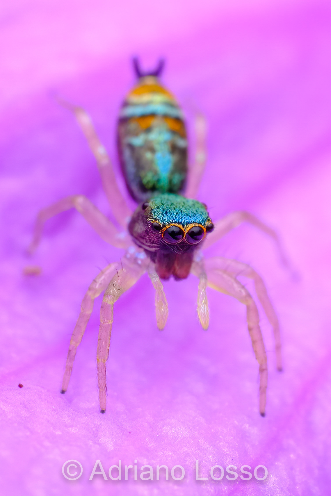 Cosmophasis sp. (Salticidae)