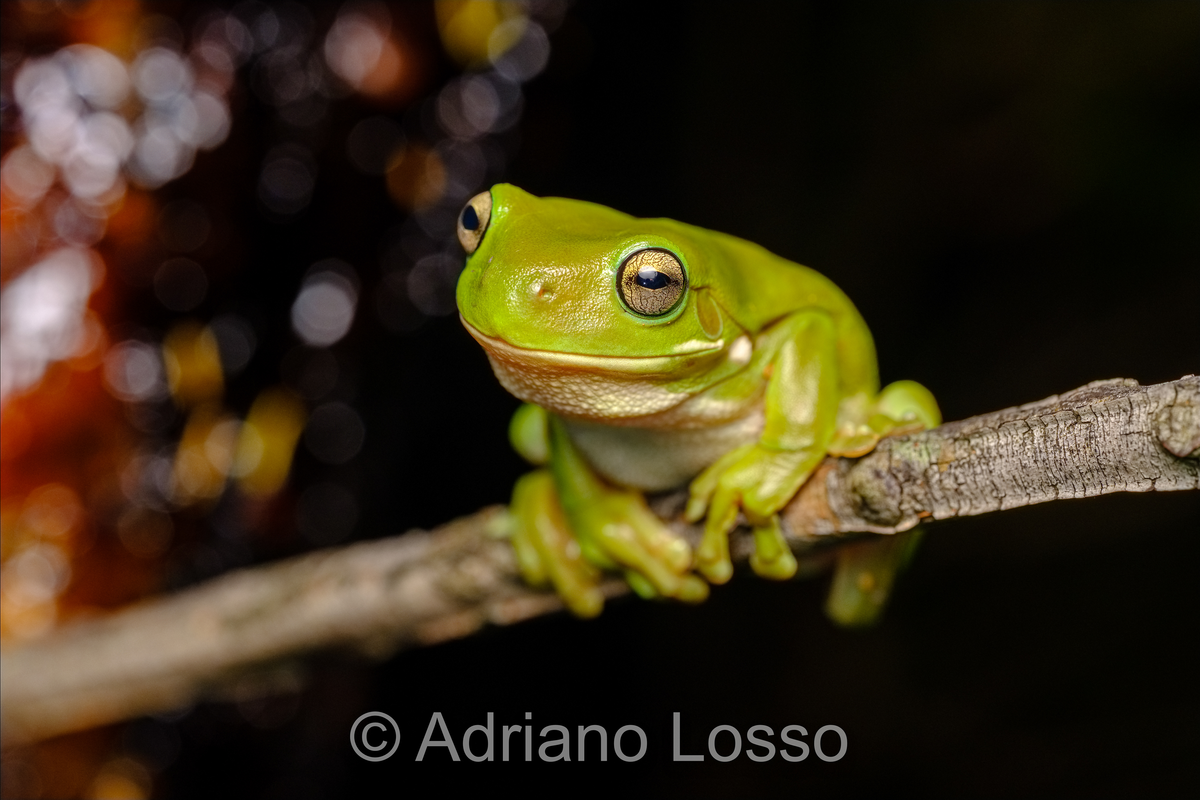 Green Tree Frog (Litoria caerulea)