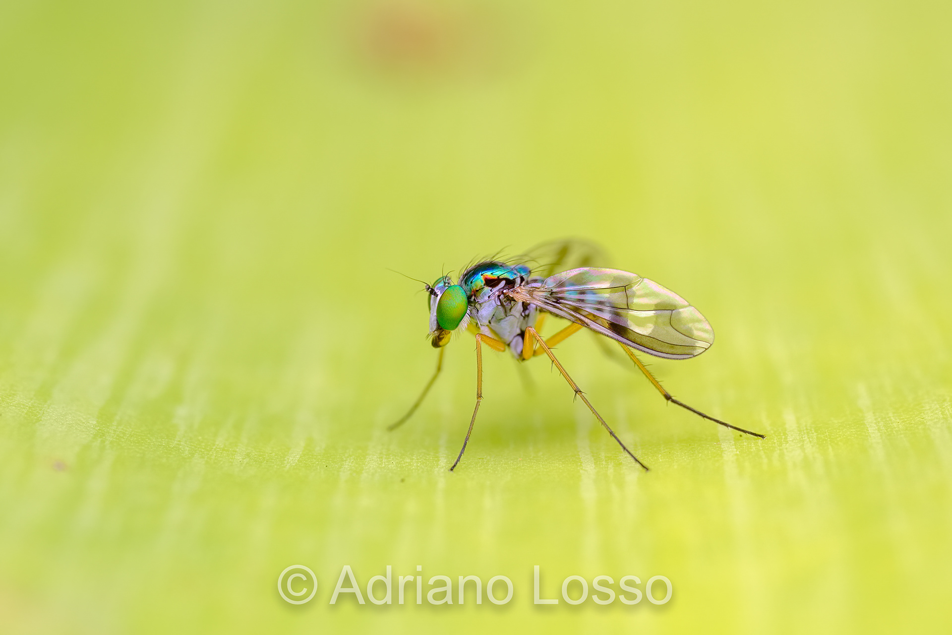 Long-legged Fly (Austrosciapus sp.)
