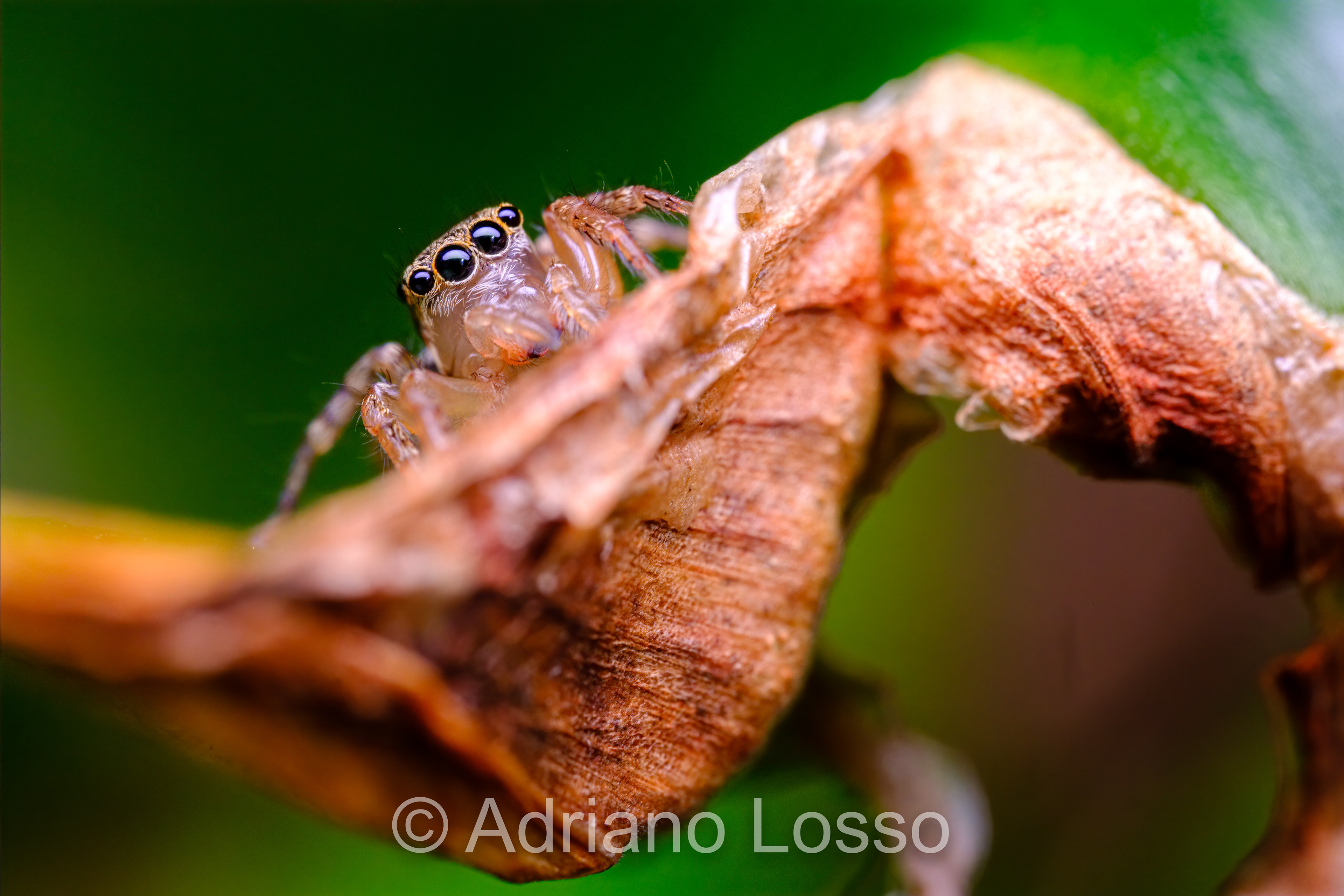 Female Jotus sp. (Salticidae)