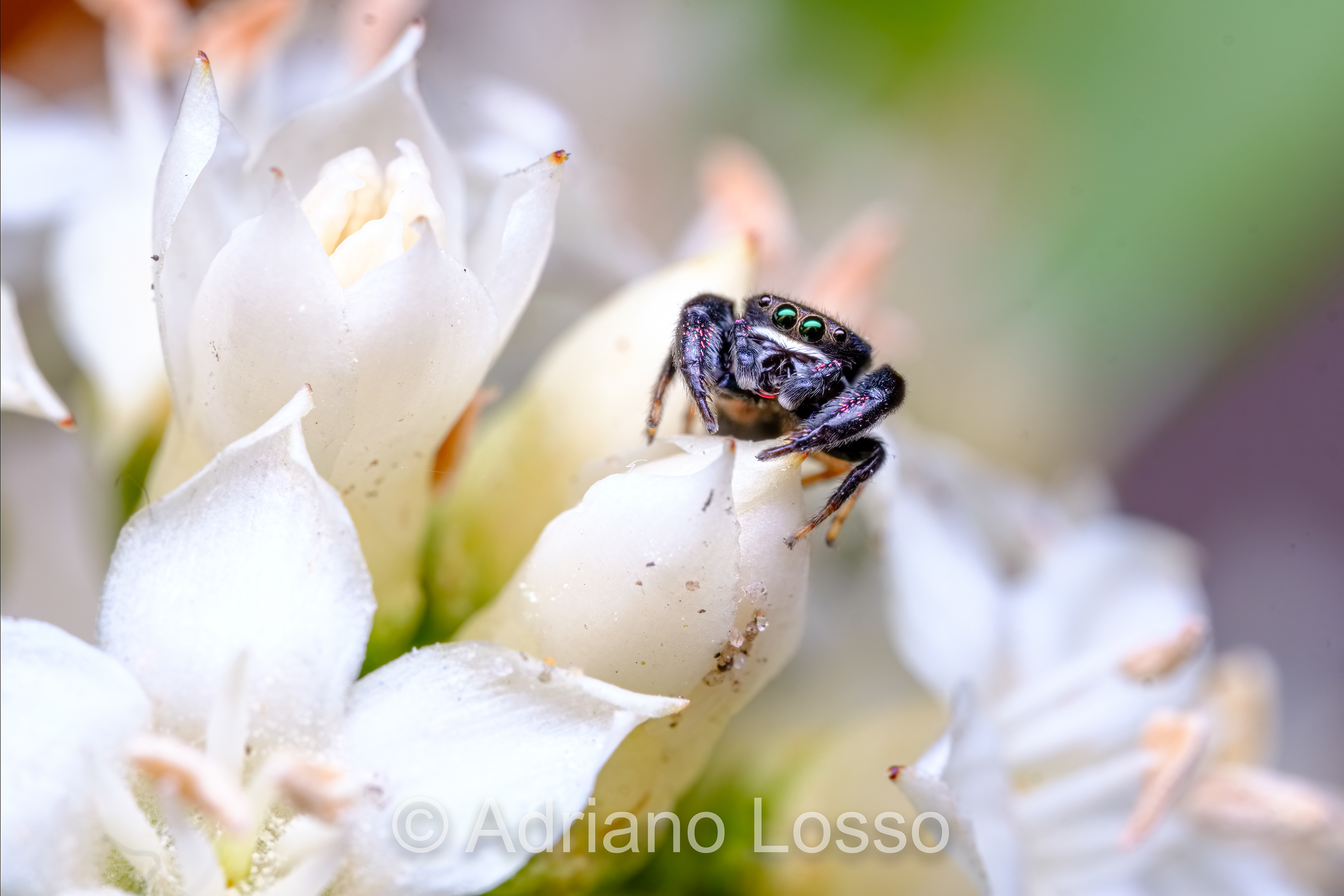 Simaethula sp. (Salticidae) sitting on a flower of a black mangrove (Aegiceras corniculatum)