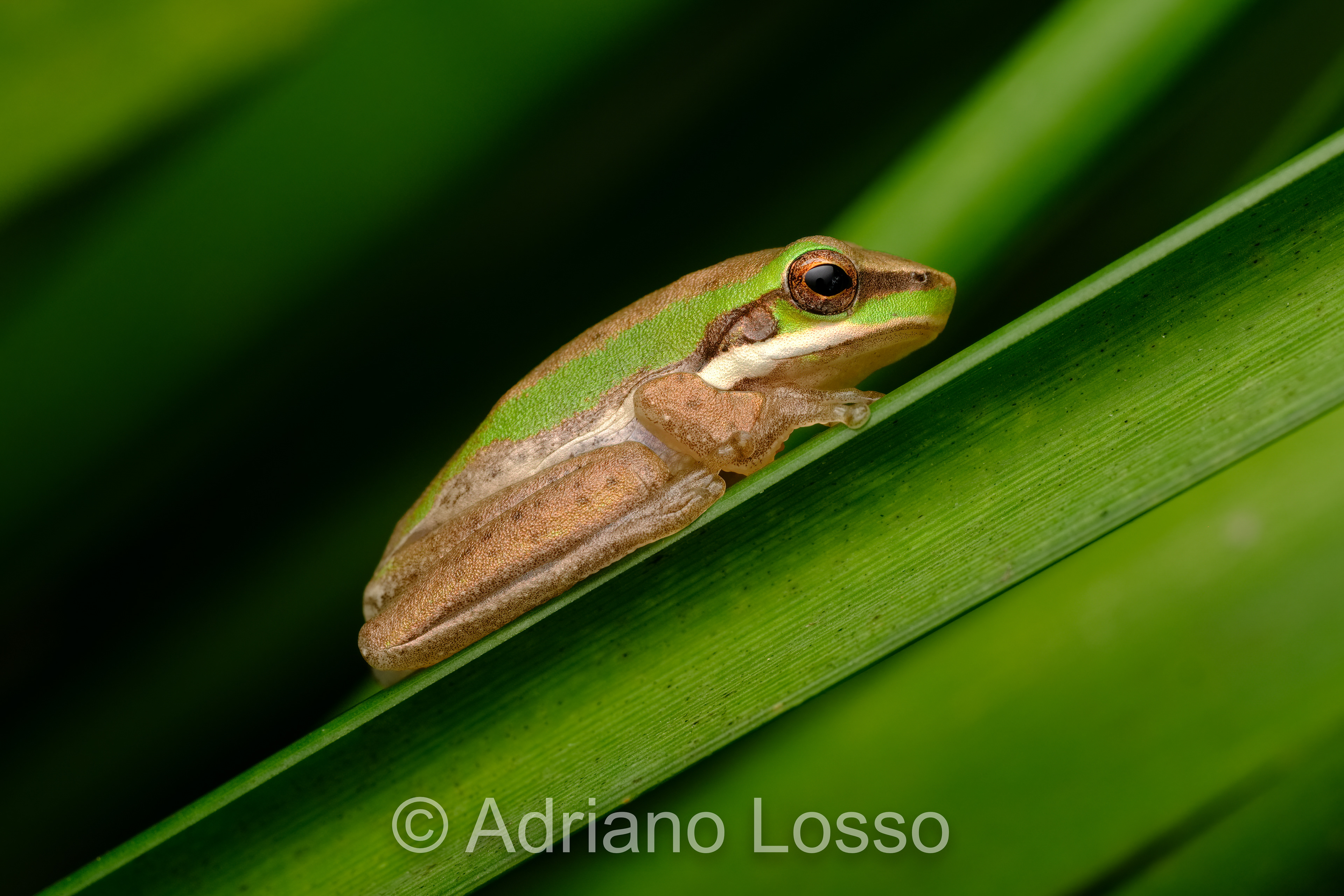 Eastern Dwarf Tree Frog (Litoria fallax)