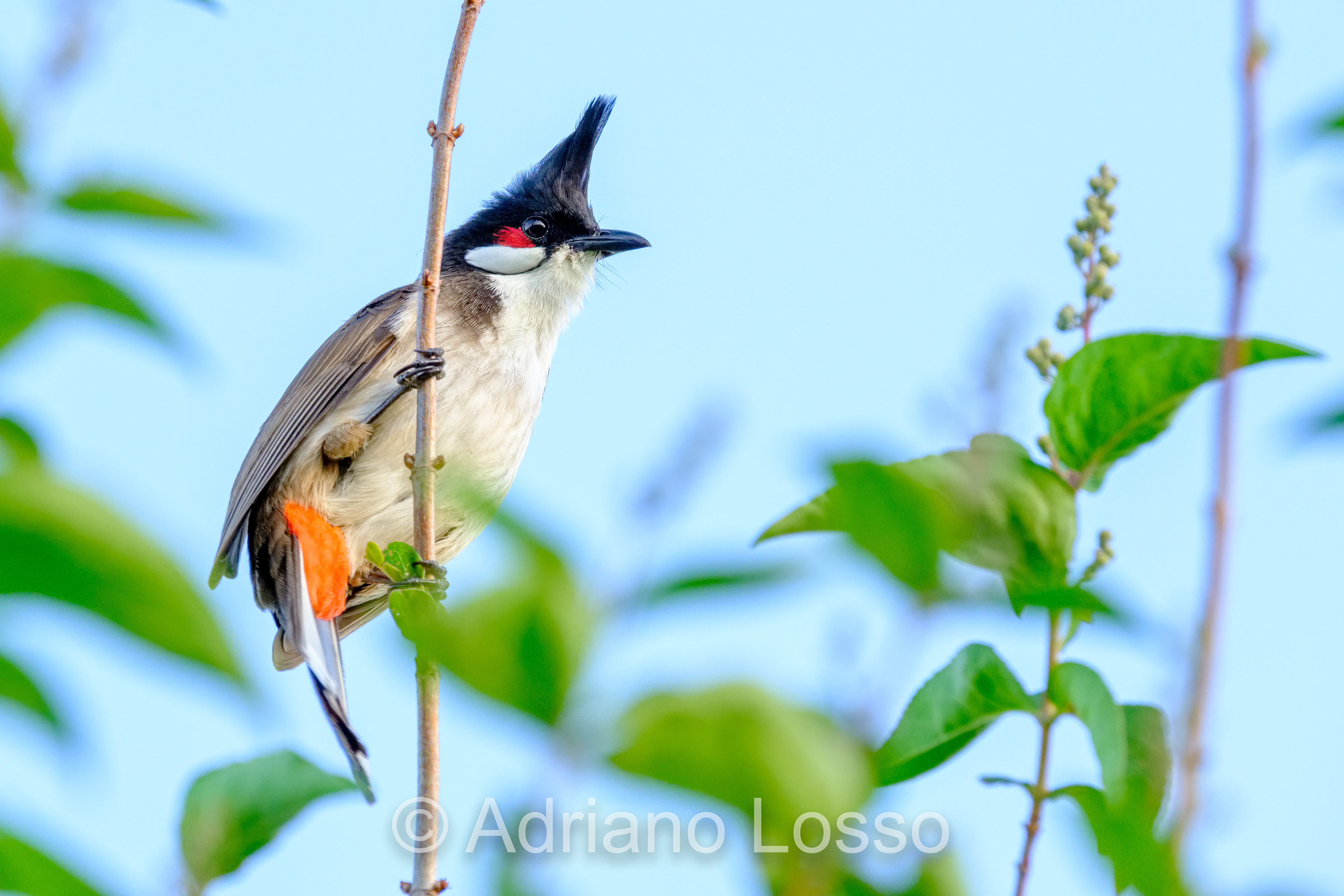 Red-whiskered bulbul (Pycnonotus jocosus)