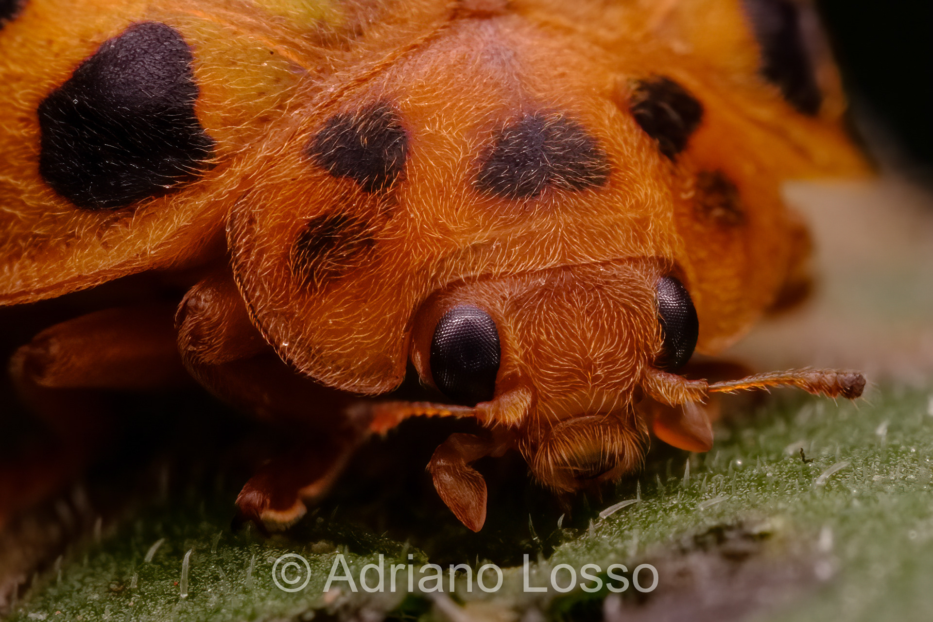 Twenty Eight Spot Ladybird (Henosepilachna vigintioctopunctata)