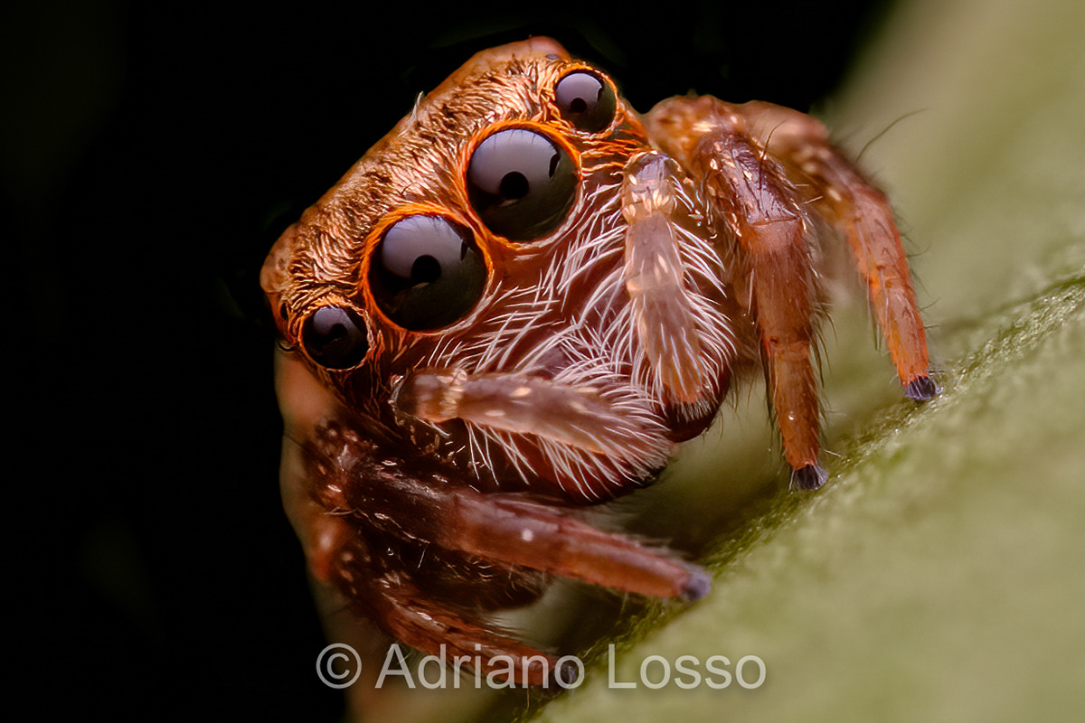 Little jumper (Salticidae)
