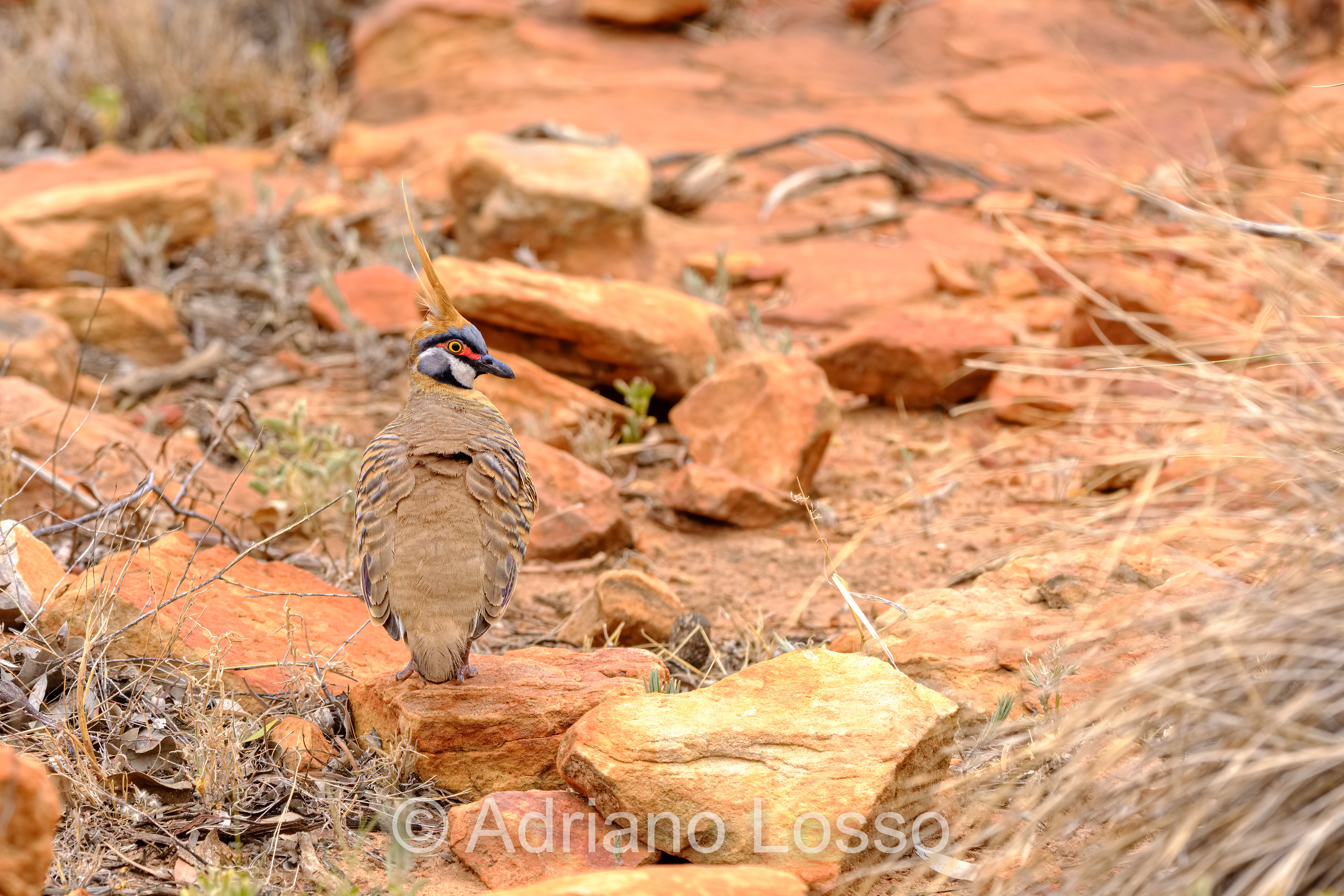 Spinifex Pigeon (Geophas plumifera)