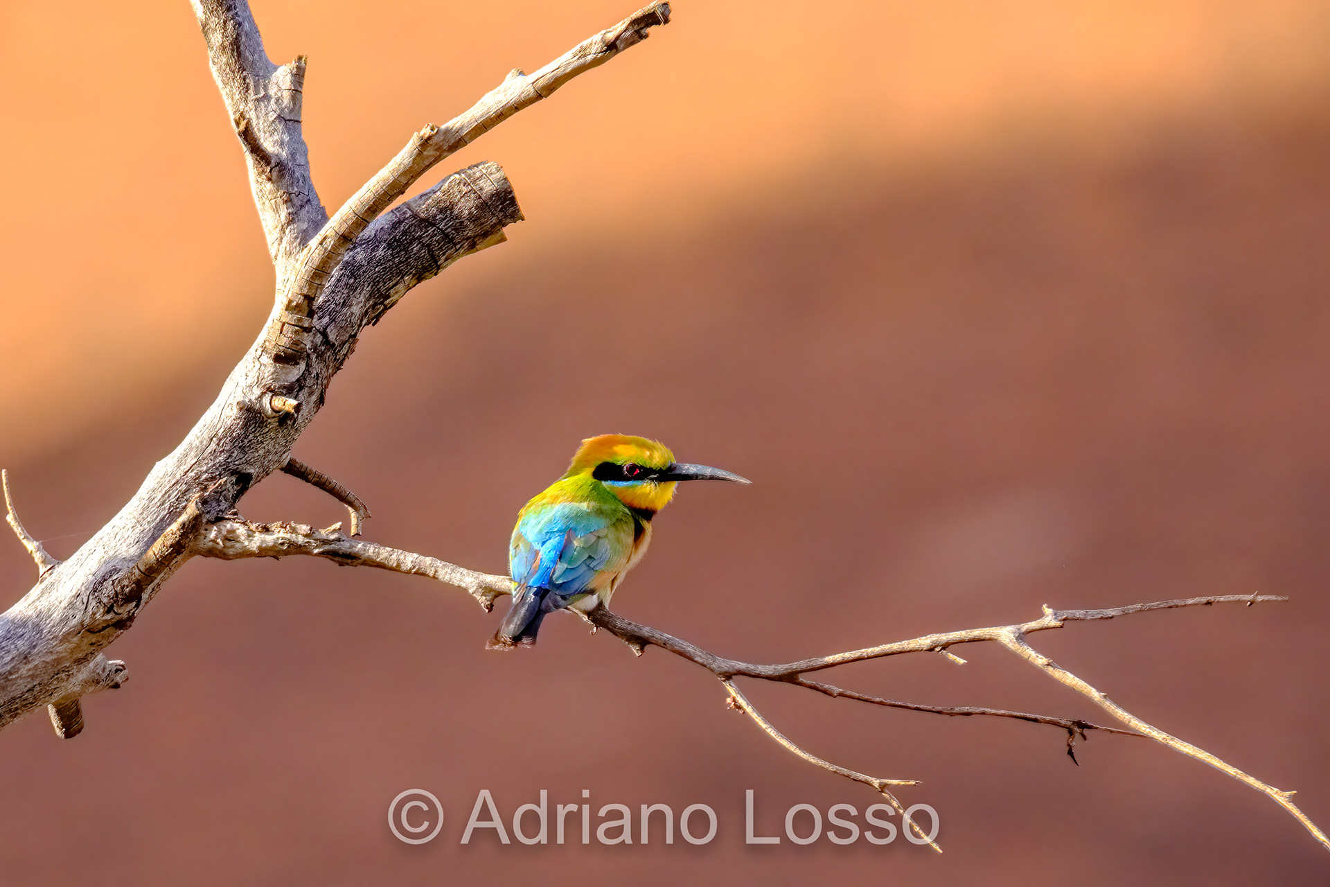 Rainbow Bee-Eater (Merops ornatus)