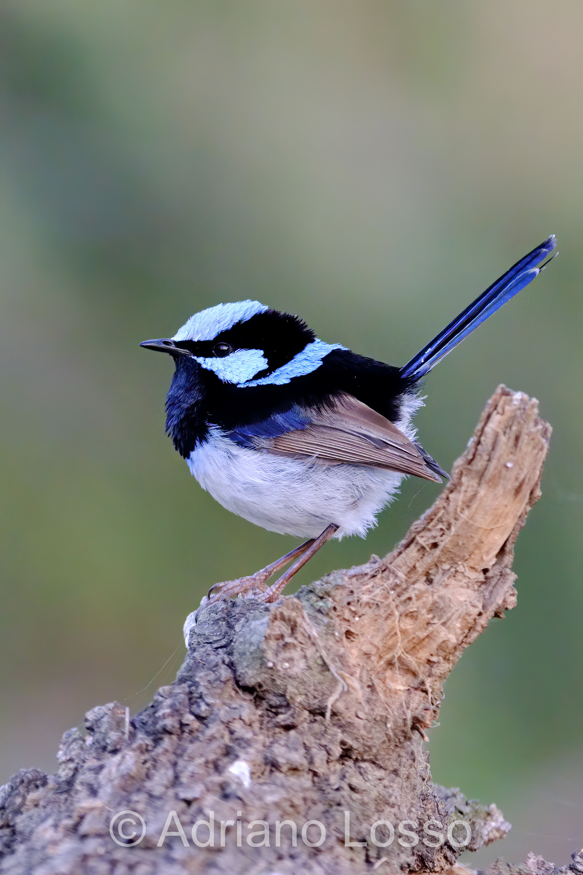 Superb Fairywren (Malurus cyaneus)