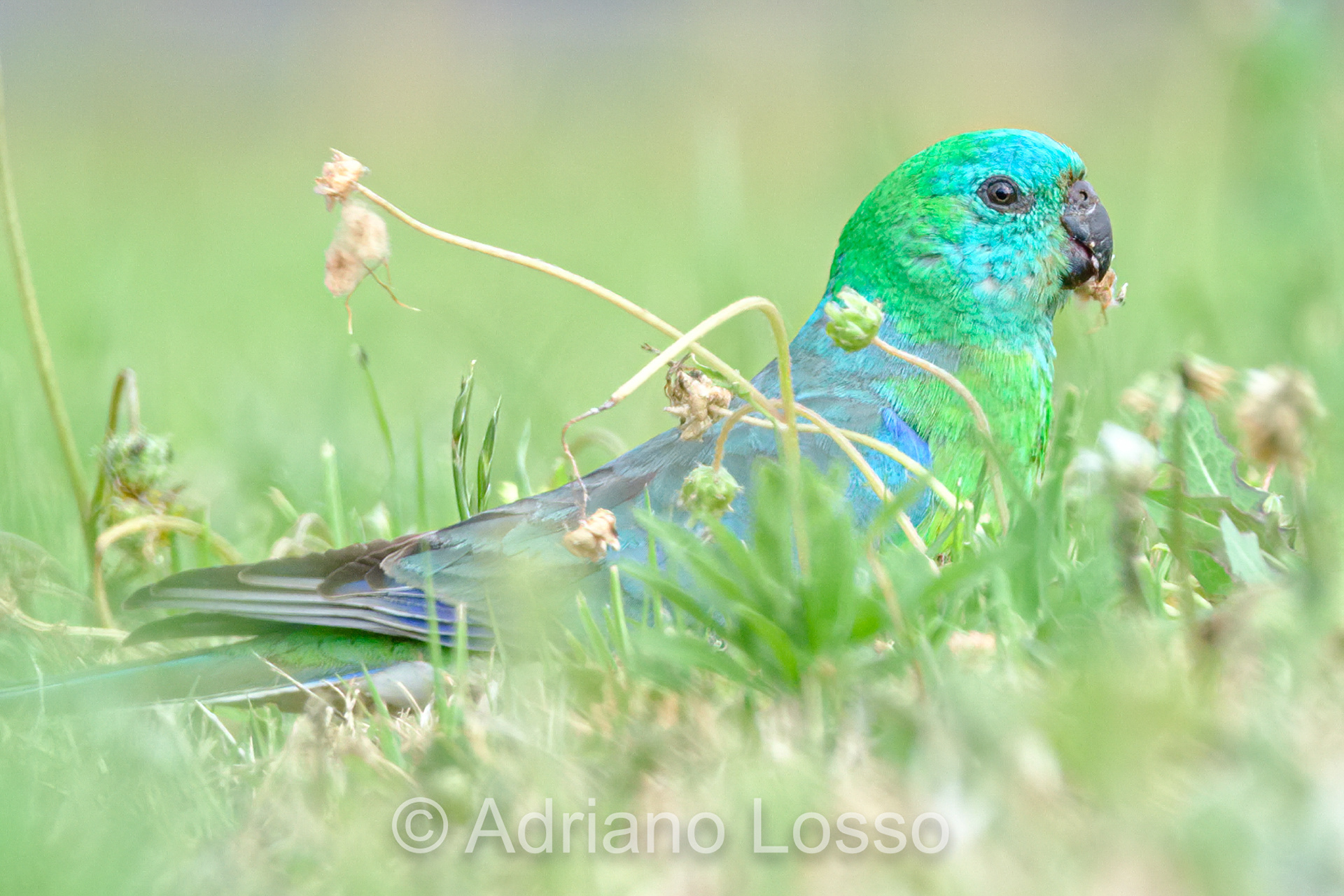 Red-Rumped Parrot (Psephotus haematonotus)