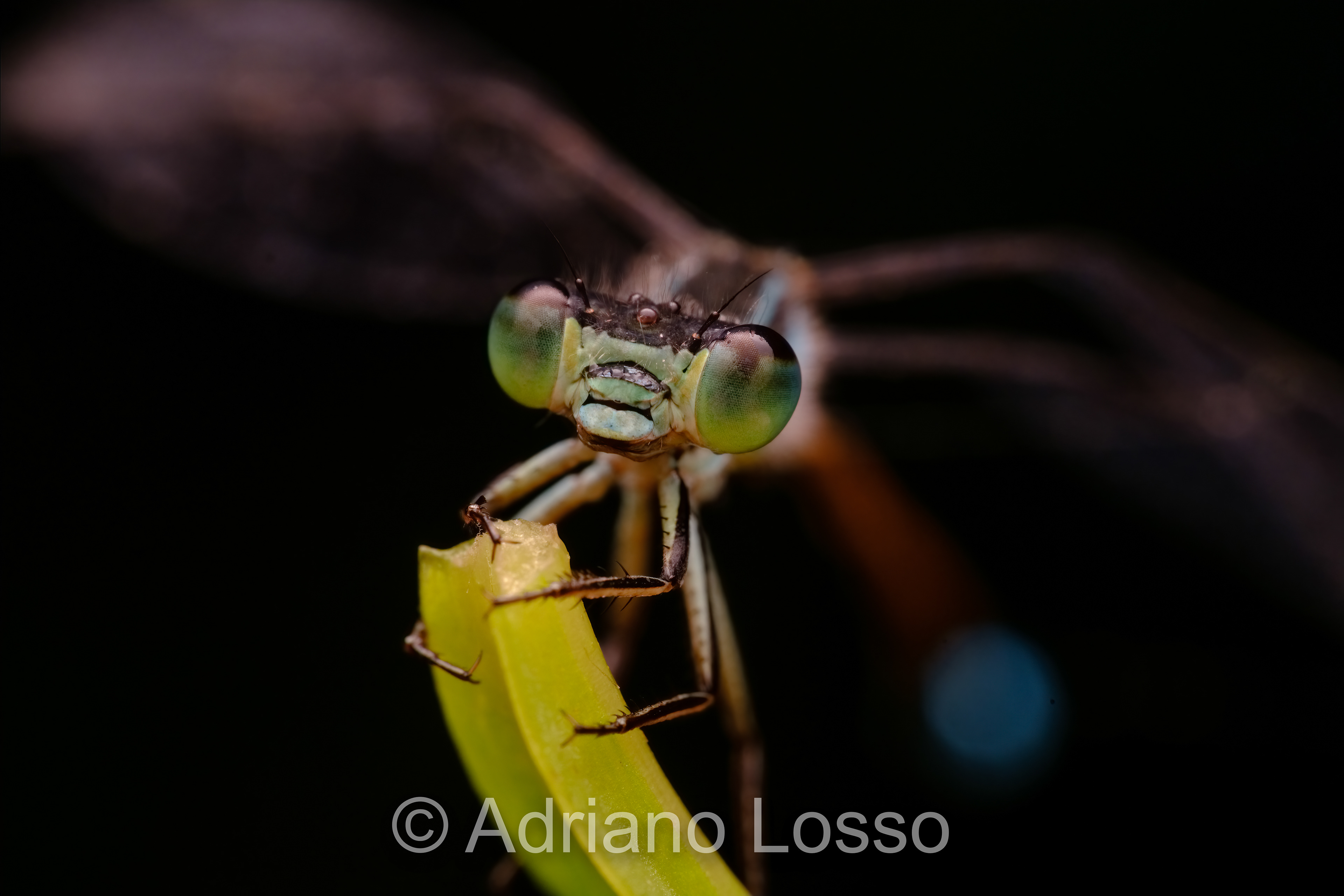 Common Bluetail (Ischnura heterosticta)