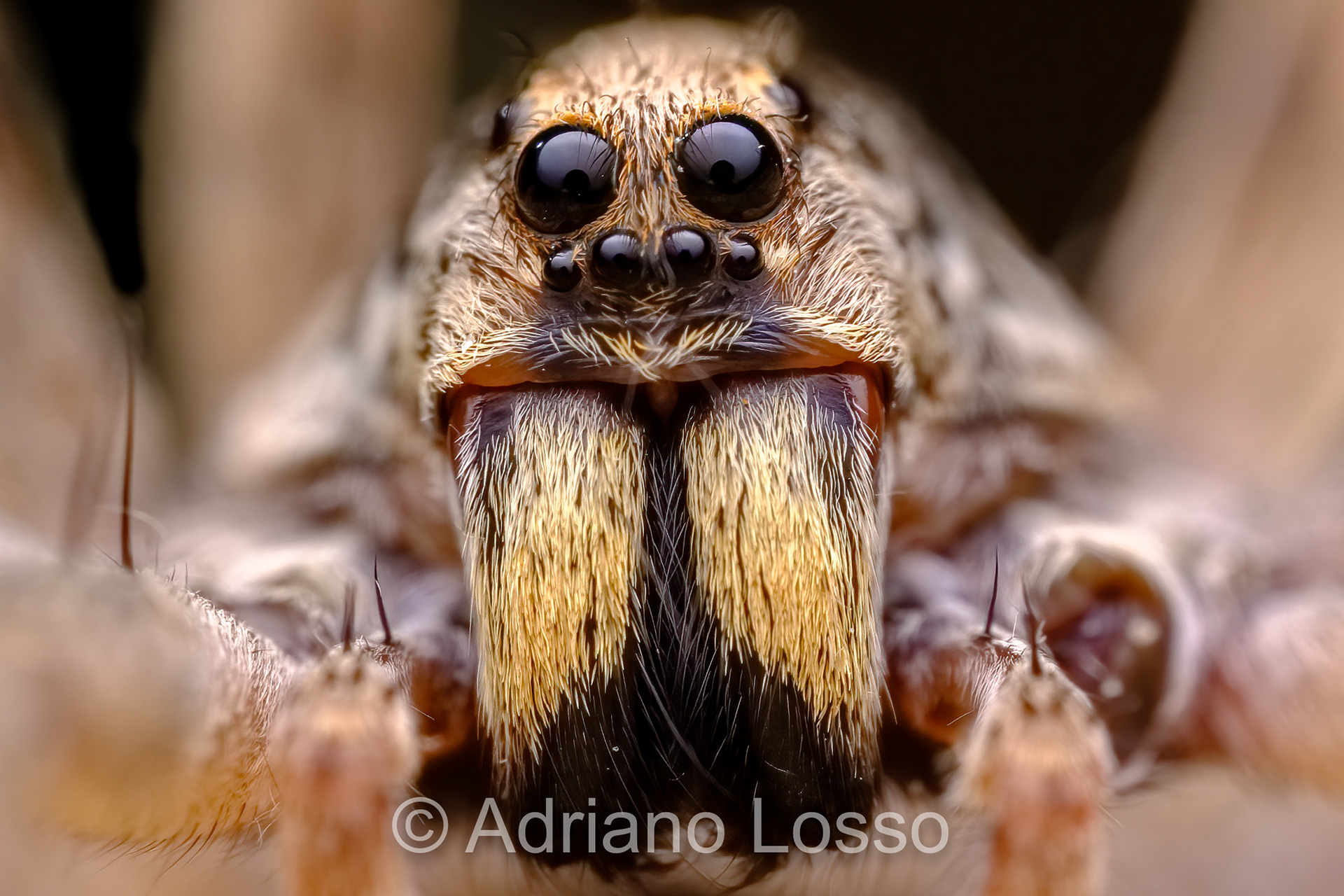 Wolfspider (Lycosidae)