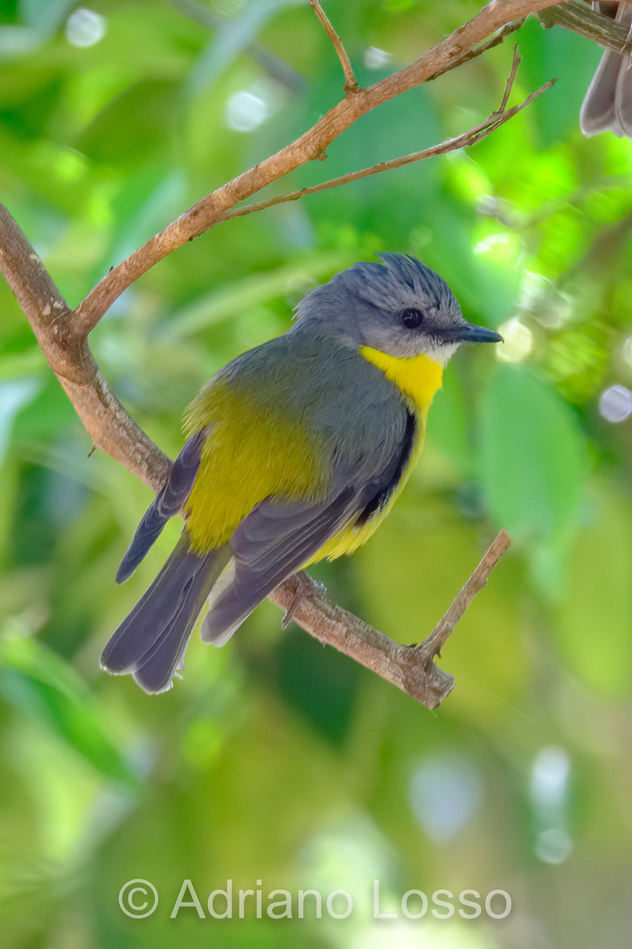 Eastern Yellow Robin (Eopsaltria australis)