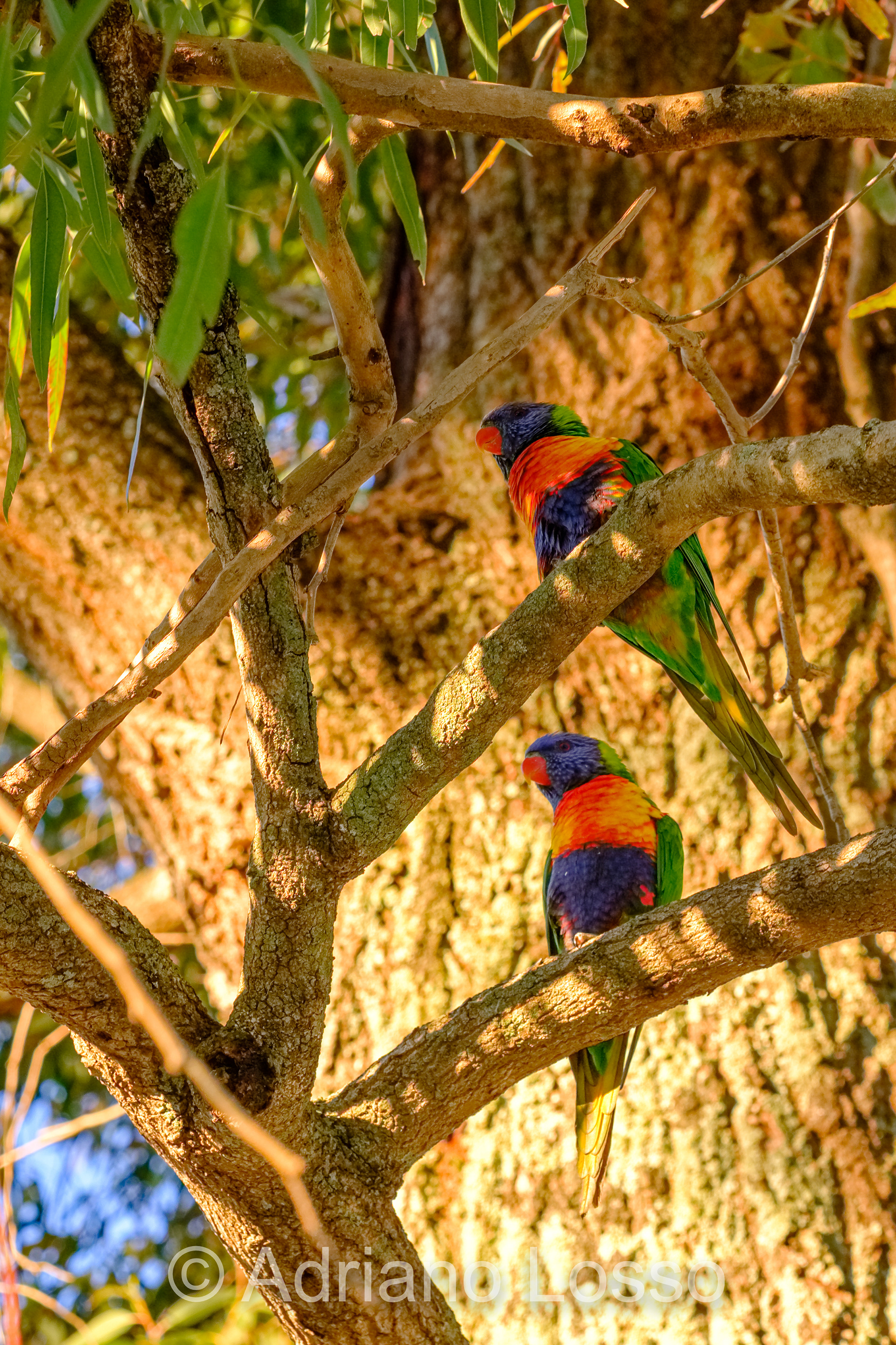 Rainbow Lorikeet (Trichoglossus moluccanus)