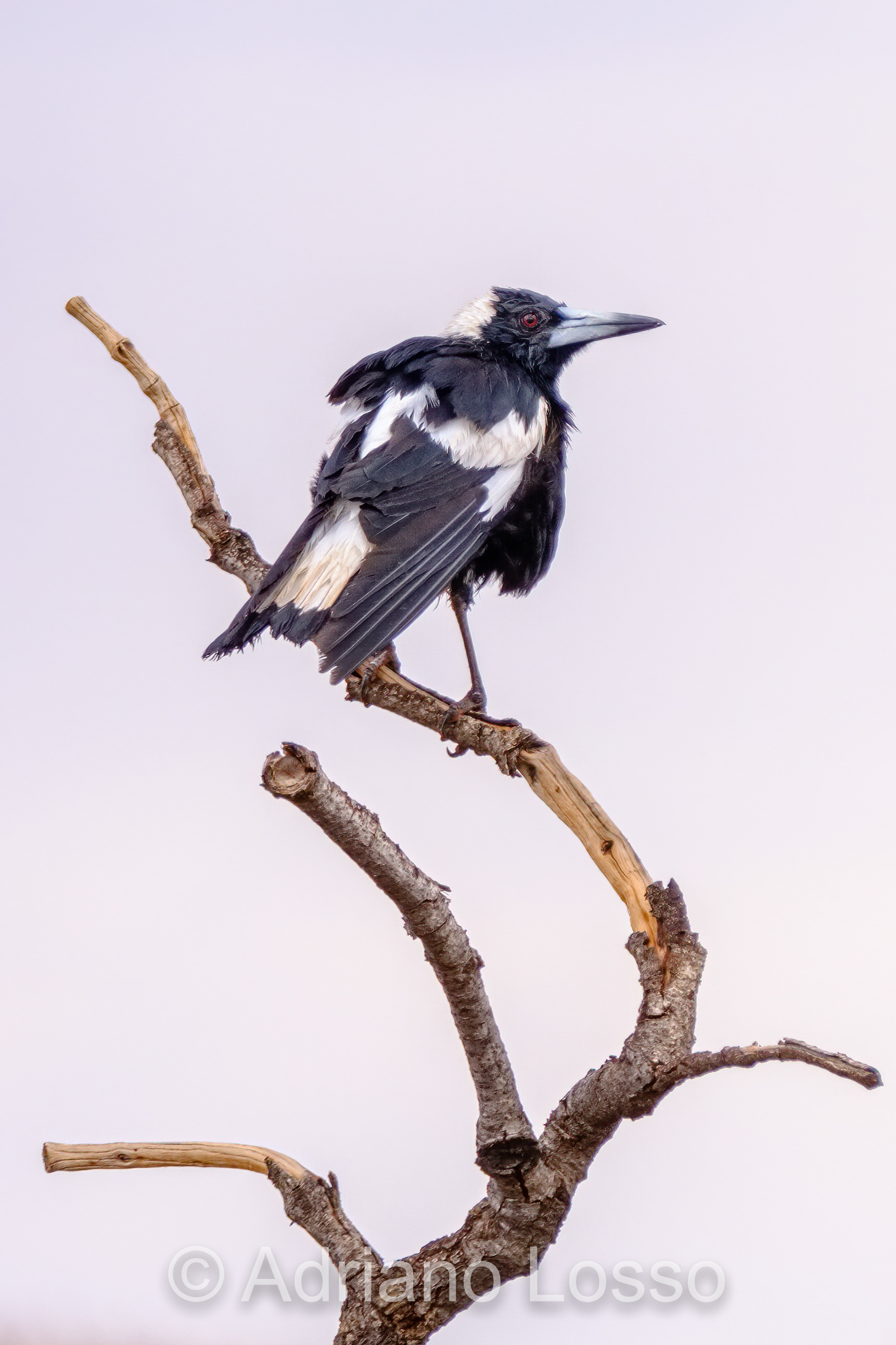 Australian Magpie (Gymnorhina tibicen)