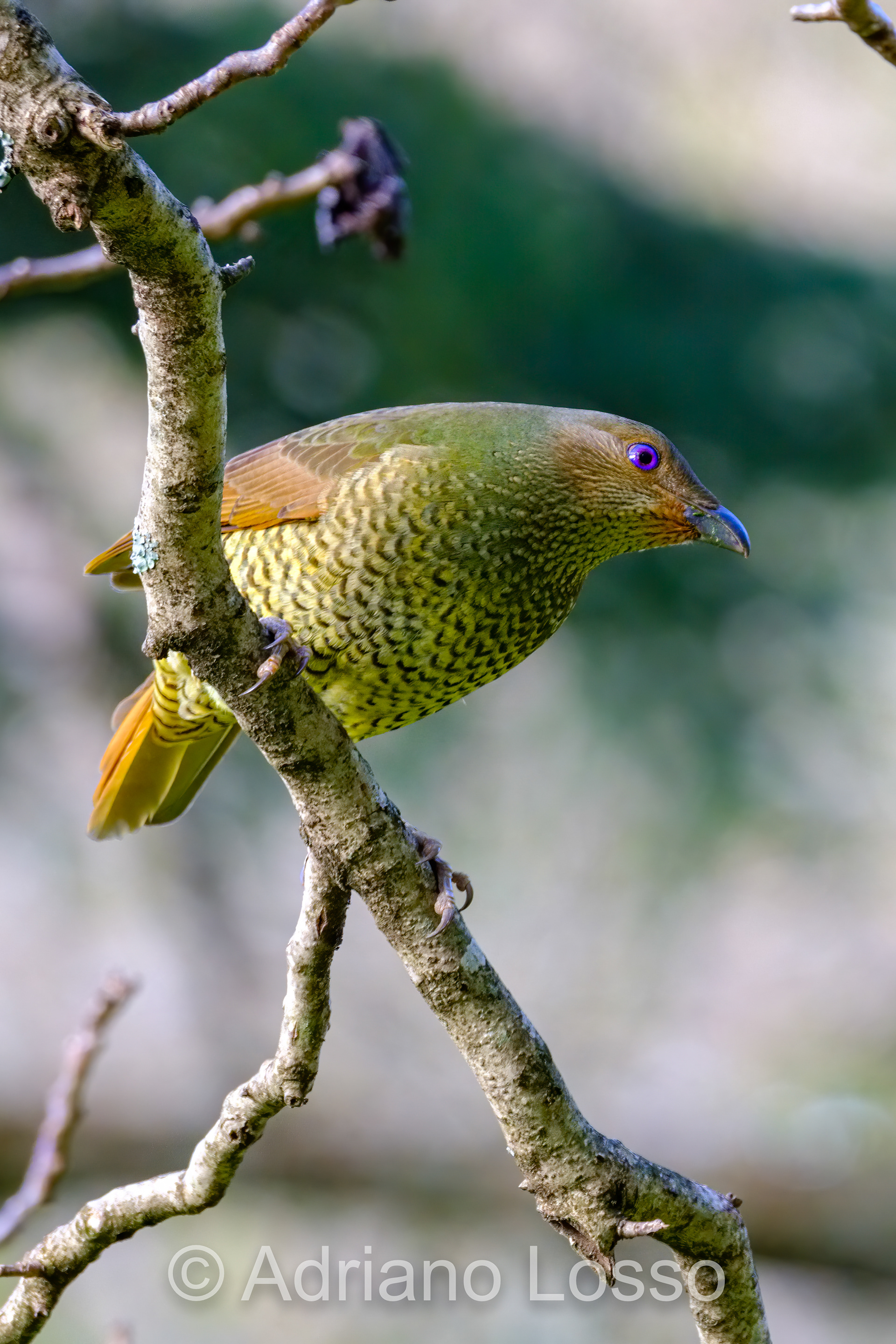 Female Satin Bowerbirds (Ptilonorhynchus violaceus