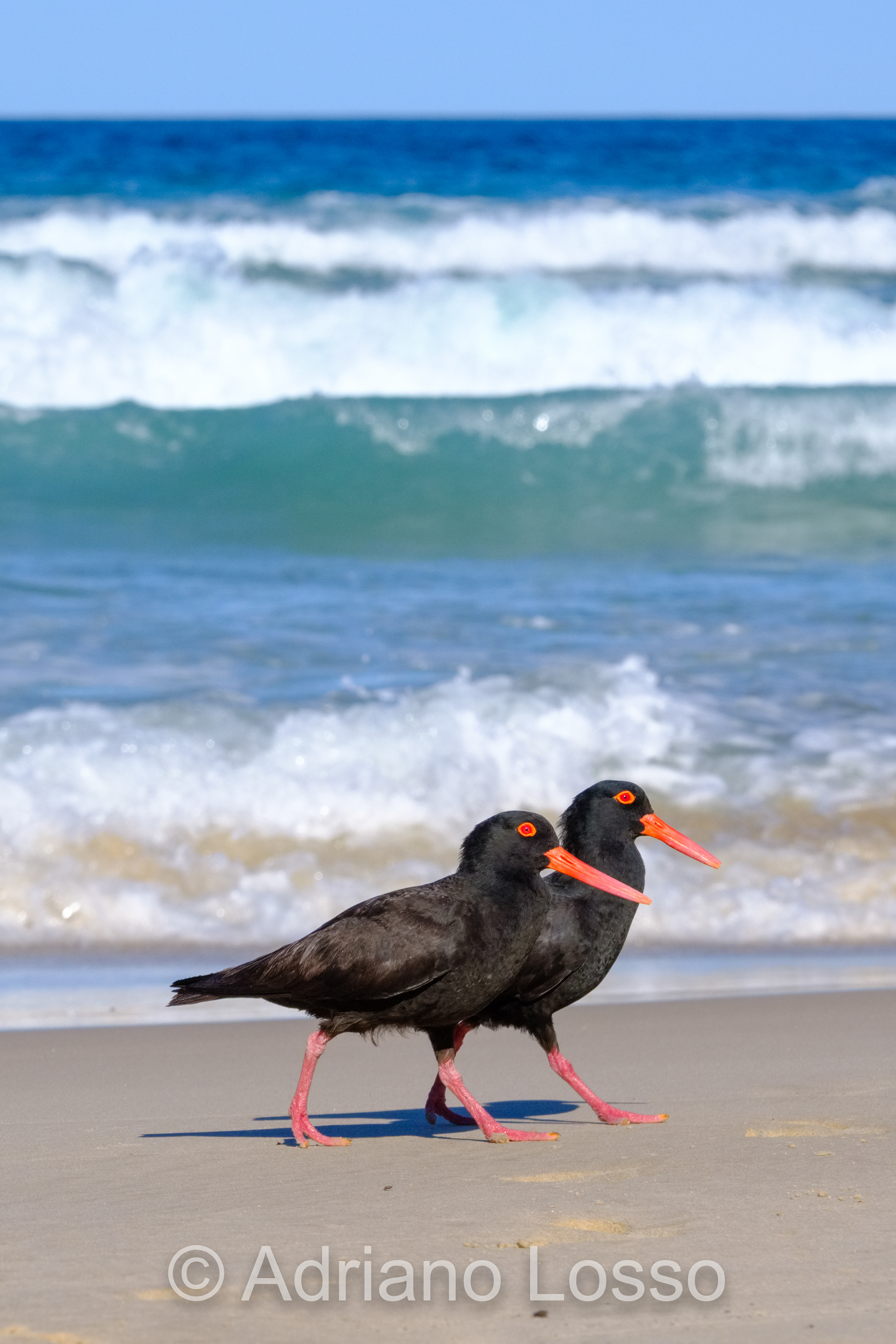 Sooty Oystercatcher (Haematopus fuliginosus)