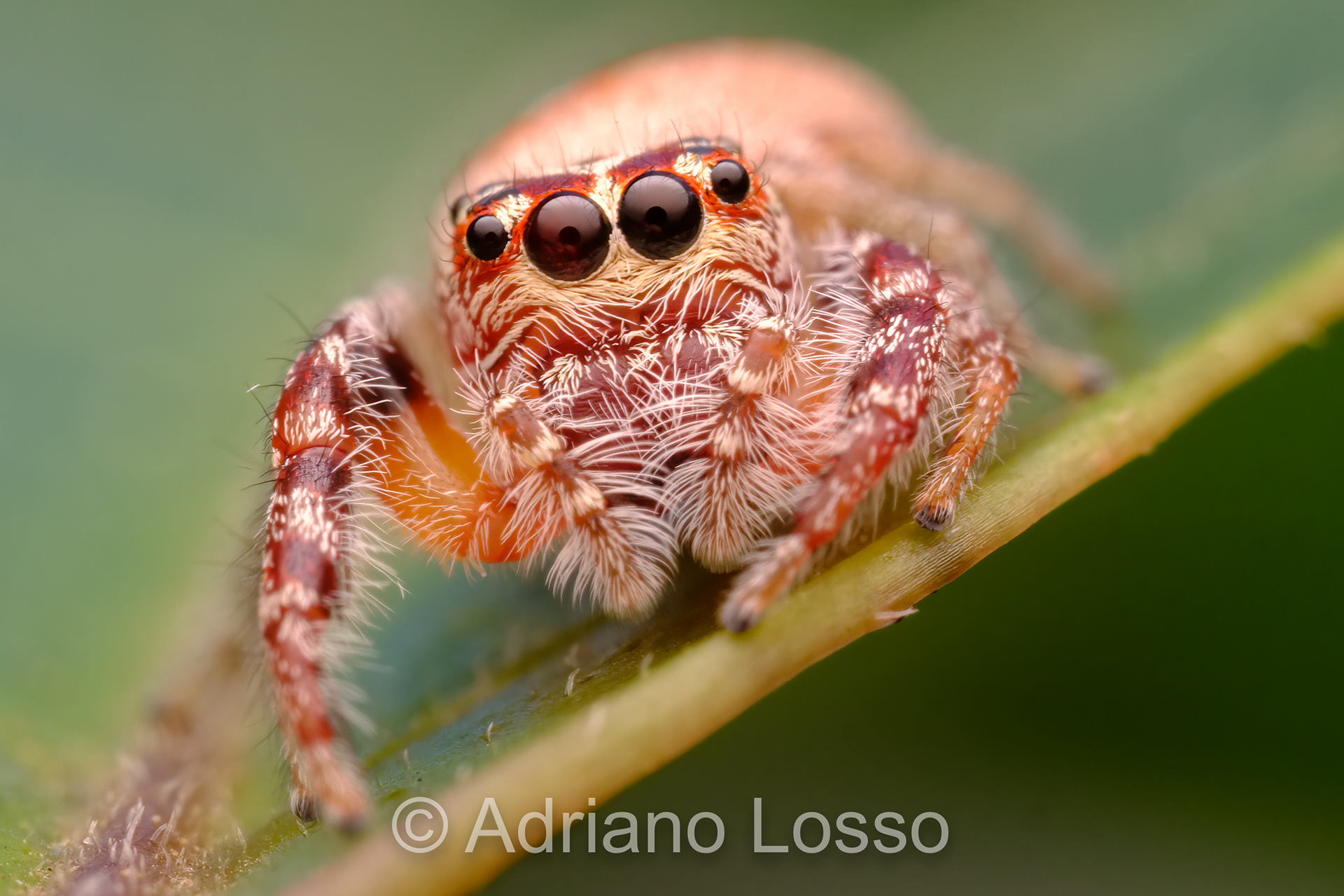 Female Opistonchus sp. (Salticidae)