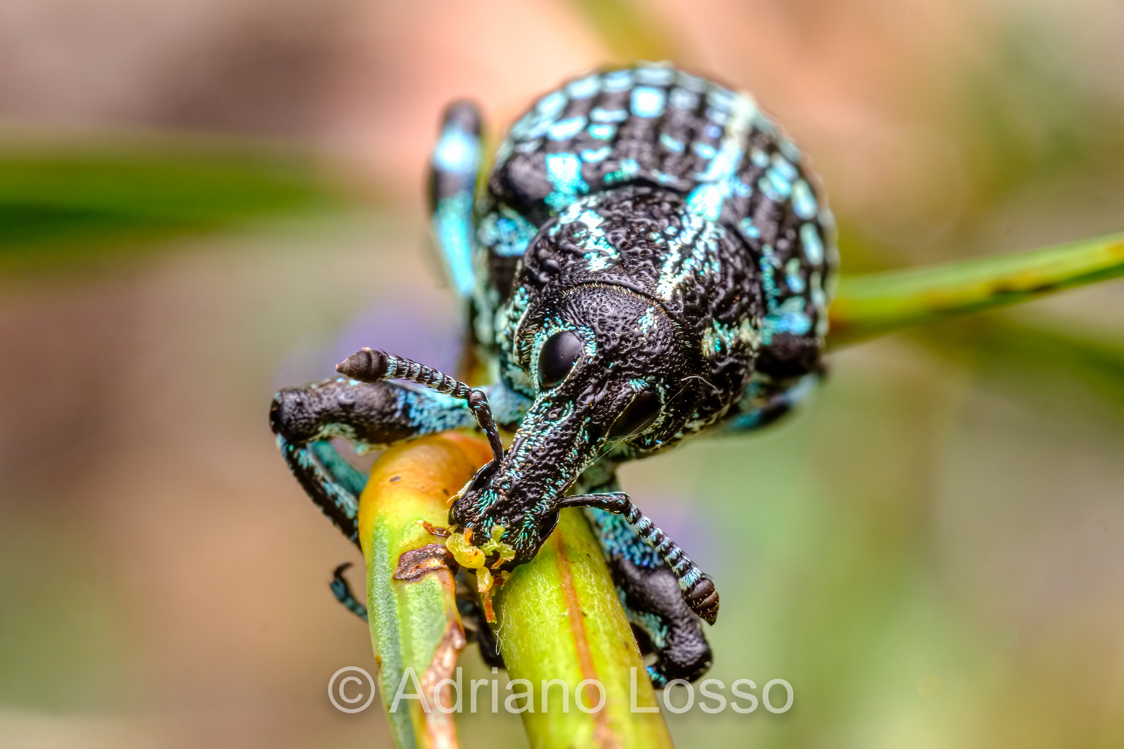 Botany Bay Diamond Weevil (Chrysolopus spectabilis)