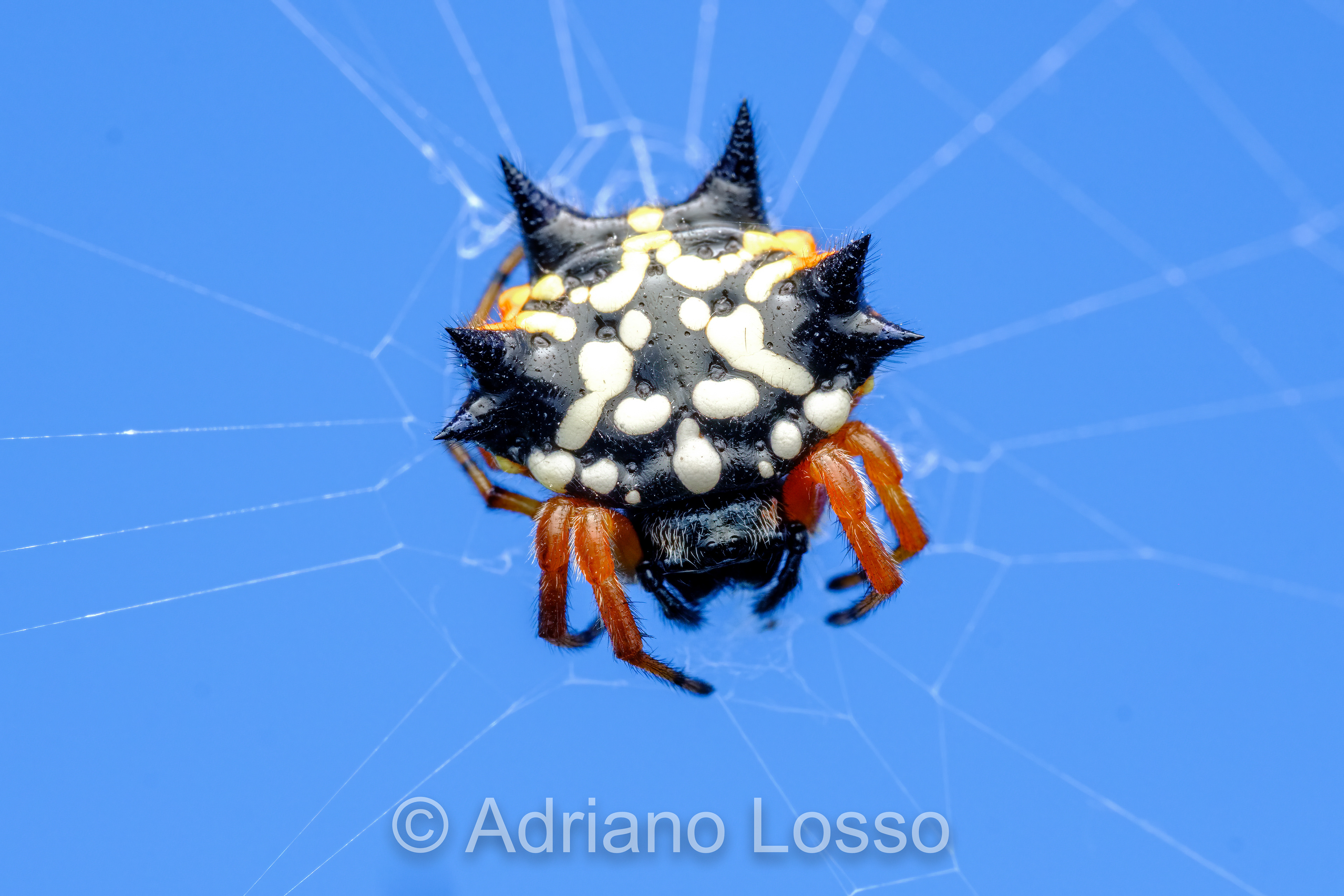 Australian Jewel Spider (Austracantha minax)