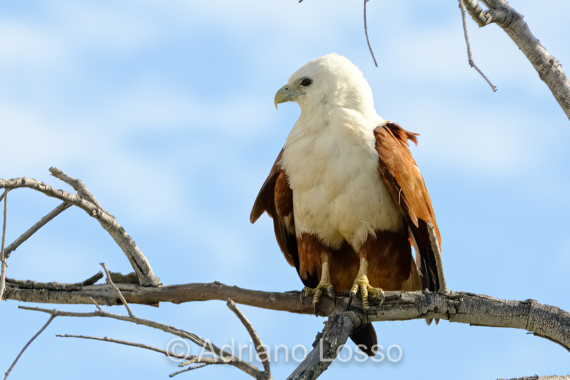 Brahminy Kite (Haliastur indus)