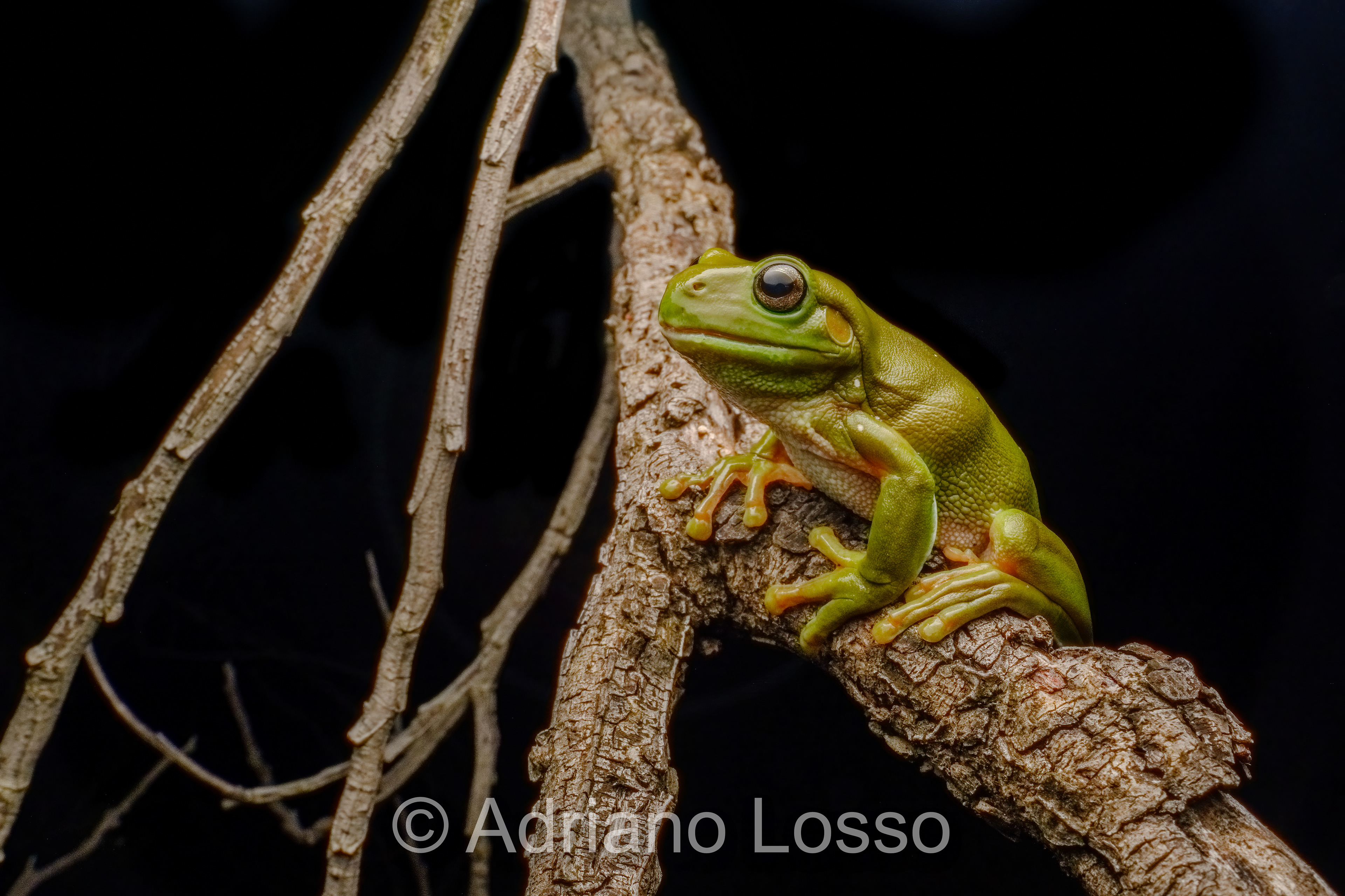 Green Tree Frog (Litoria caerulea)