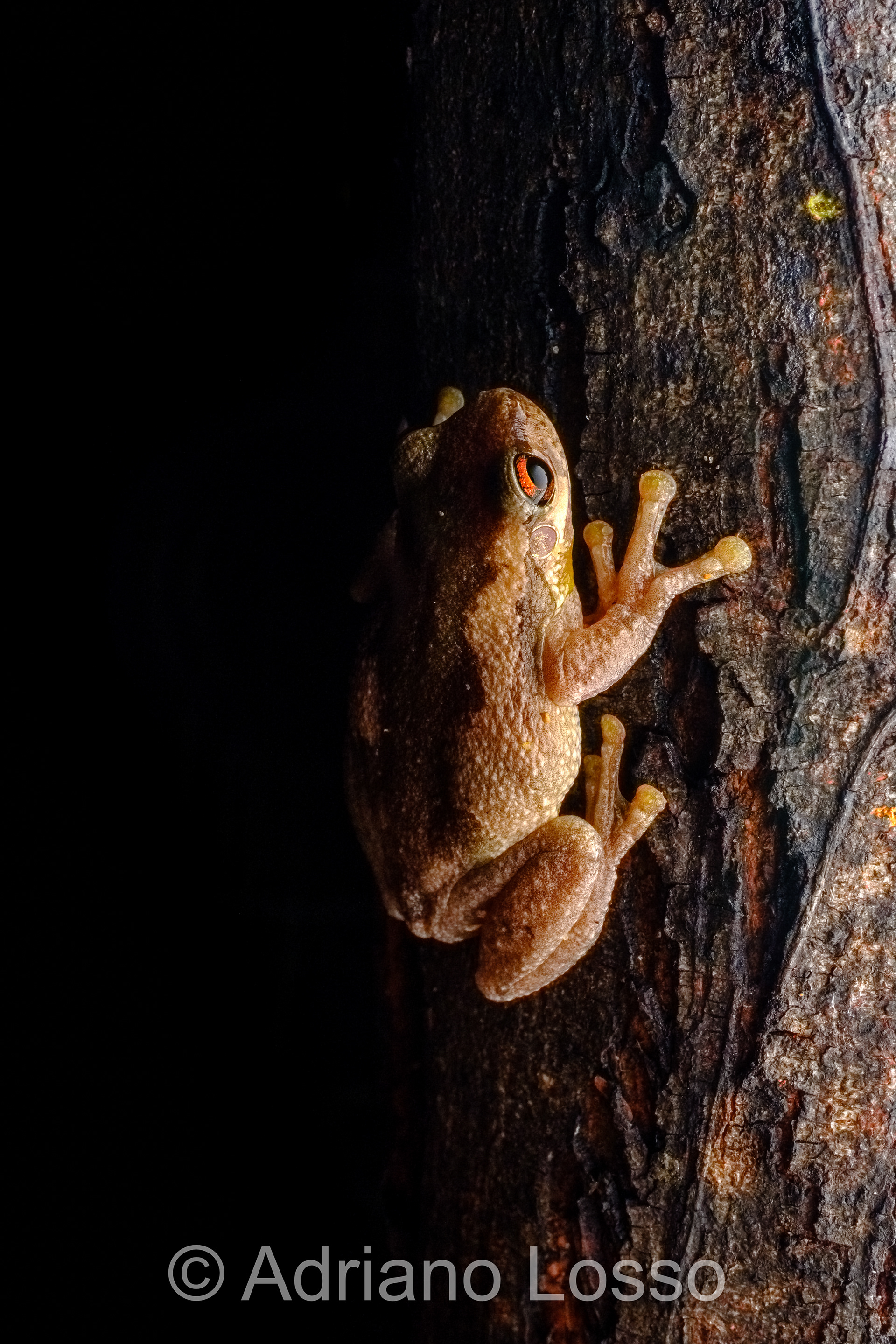 Bleaing Tree Frog (Litoria dentata)