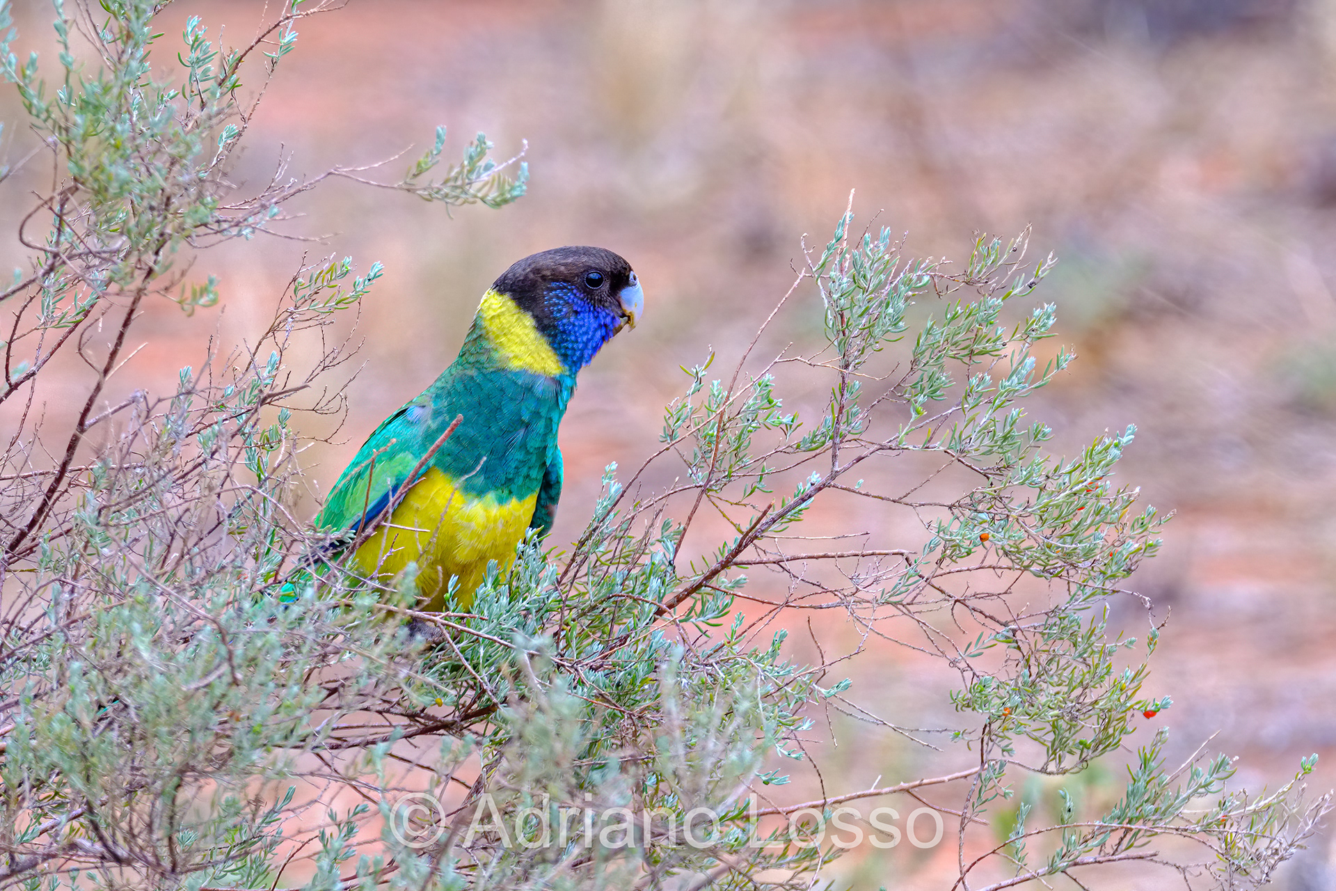 Australian Ringneck (Cacatua roseicapilla)