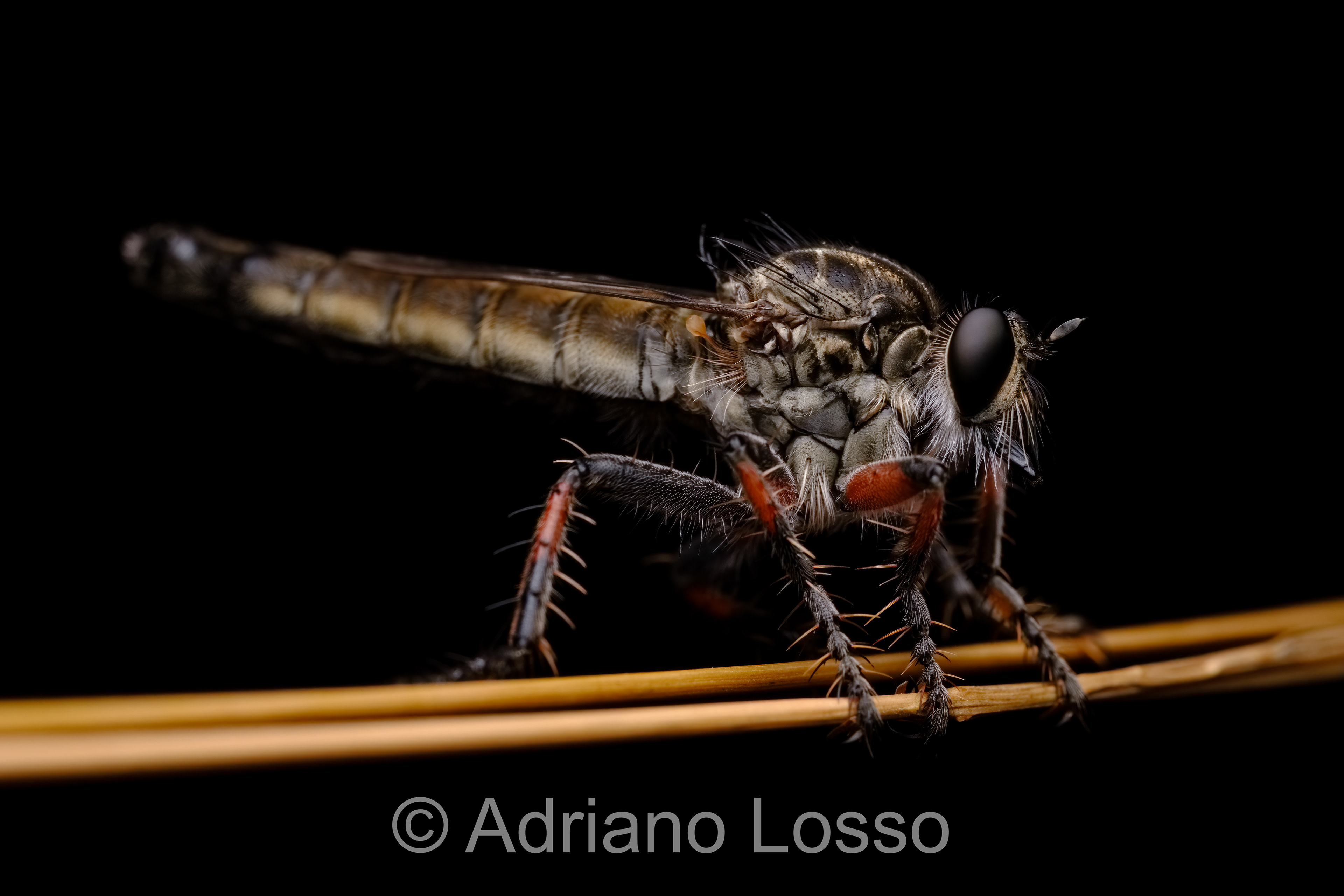 Robber Fly (Asilidae)