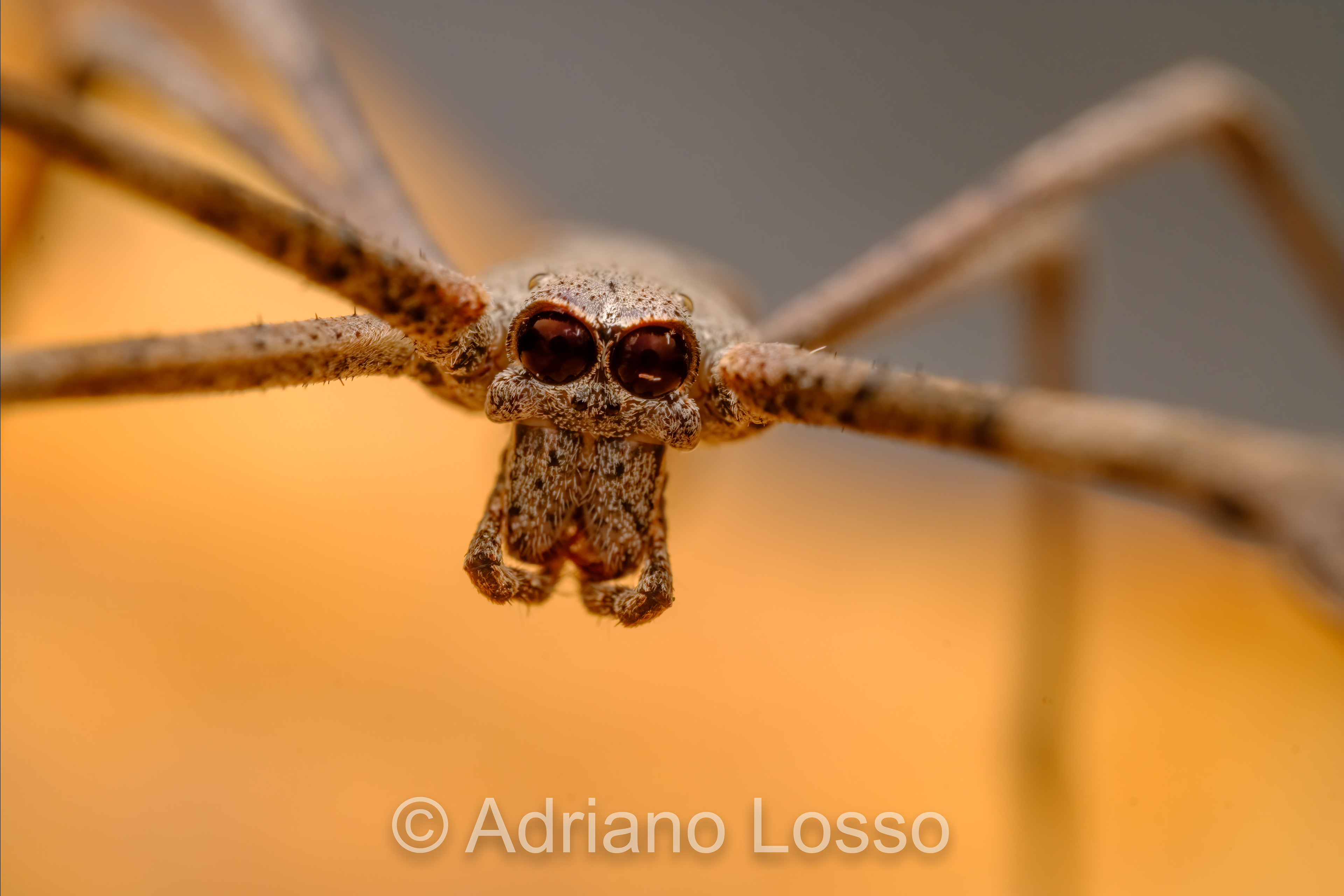 Female Net-Casting Spider (Deinopis subrufa)