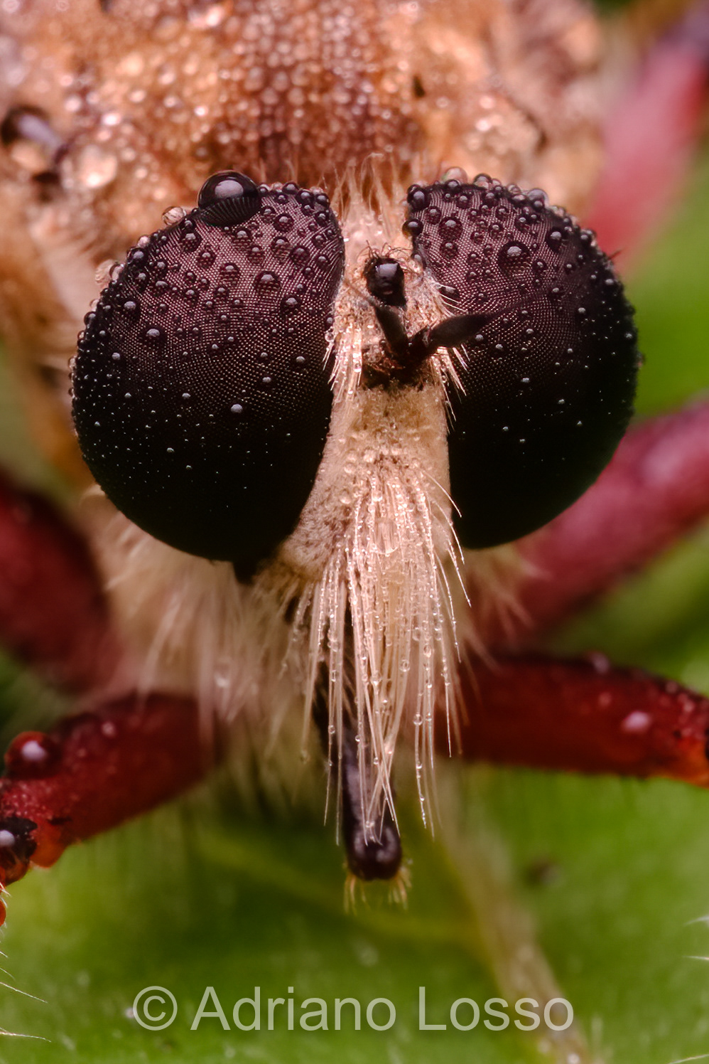 Robber Fly (Asilidae sp.)
