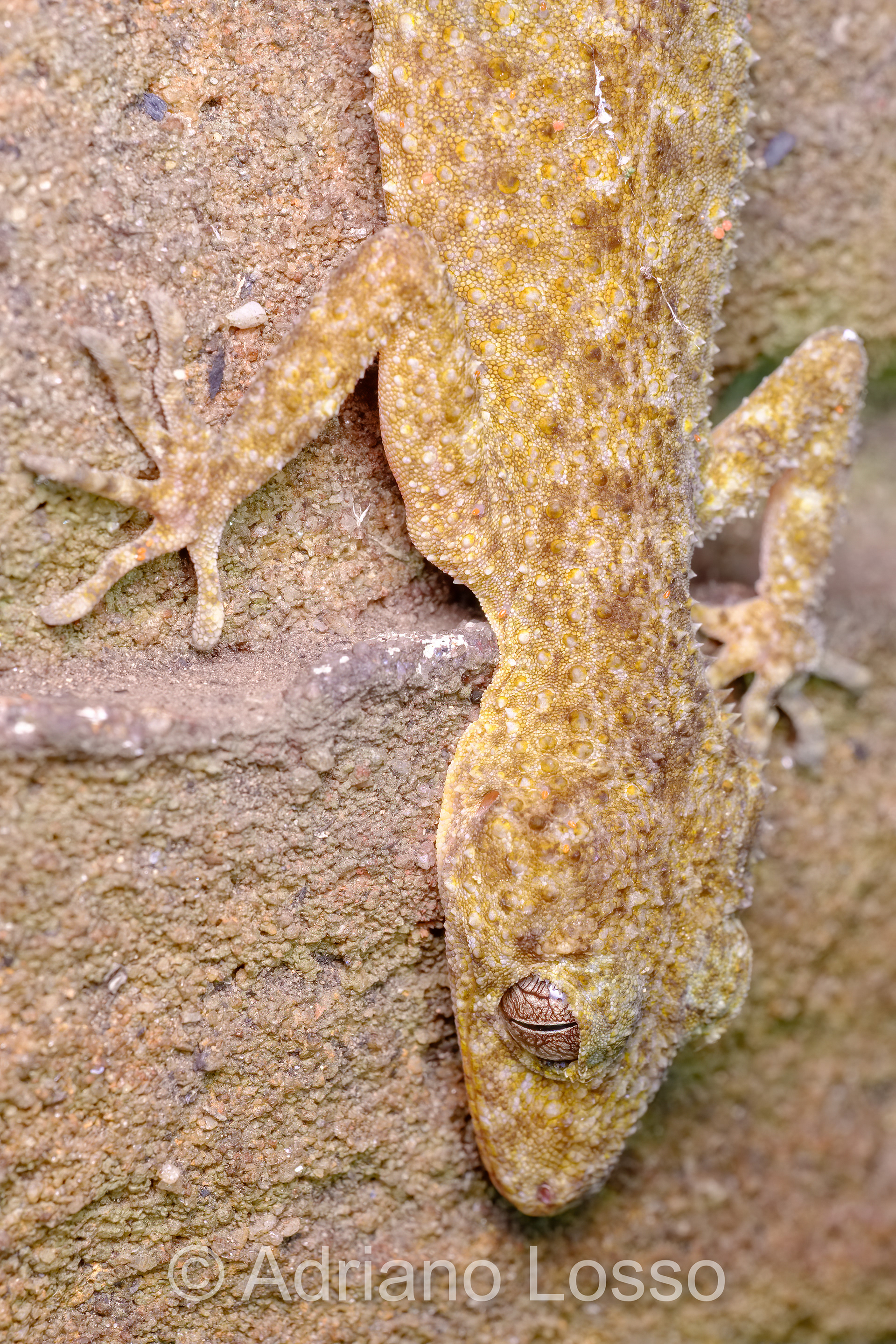 Southern Leaf-tail Gecko (Phyllurus platurus)