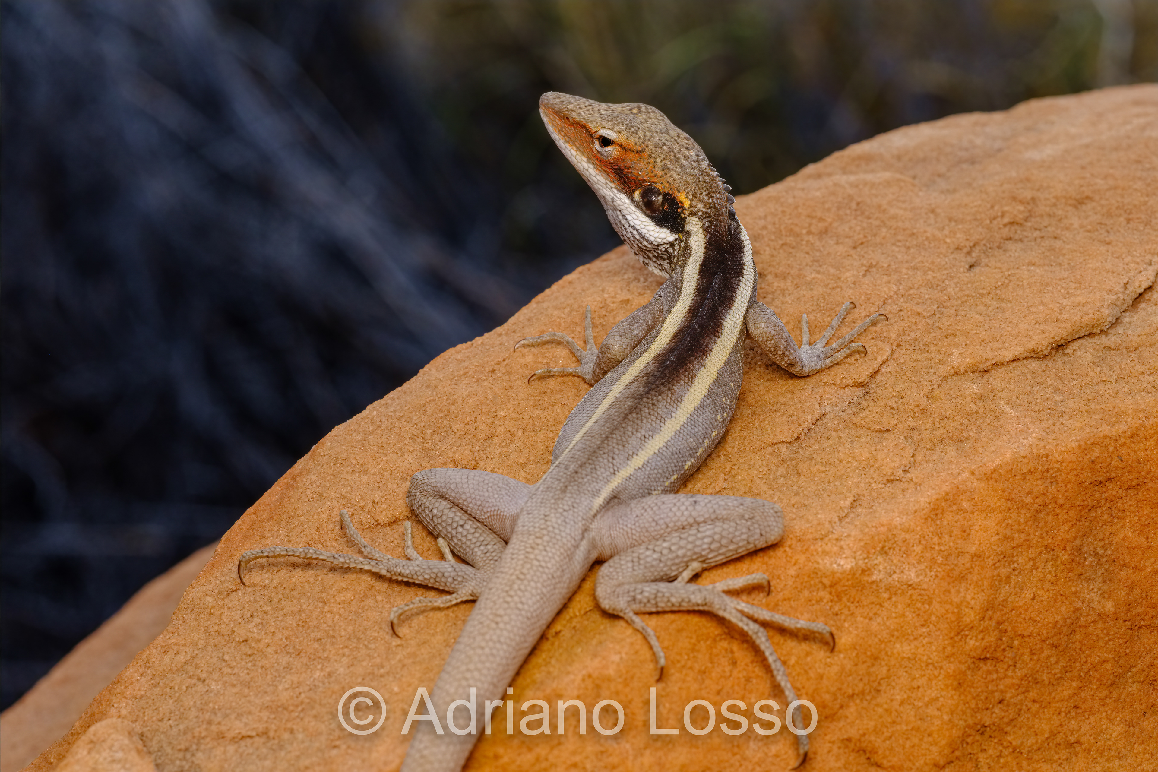 Long-Nosed dragon (Gowidon longirostris)