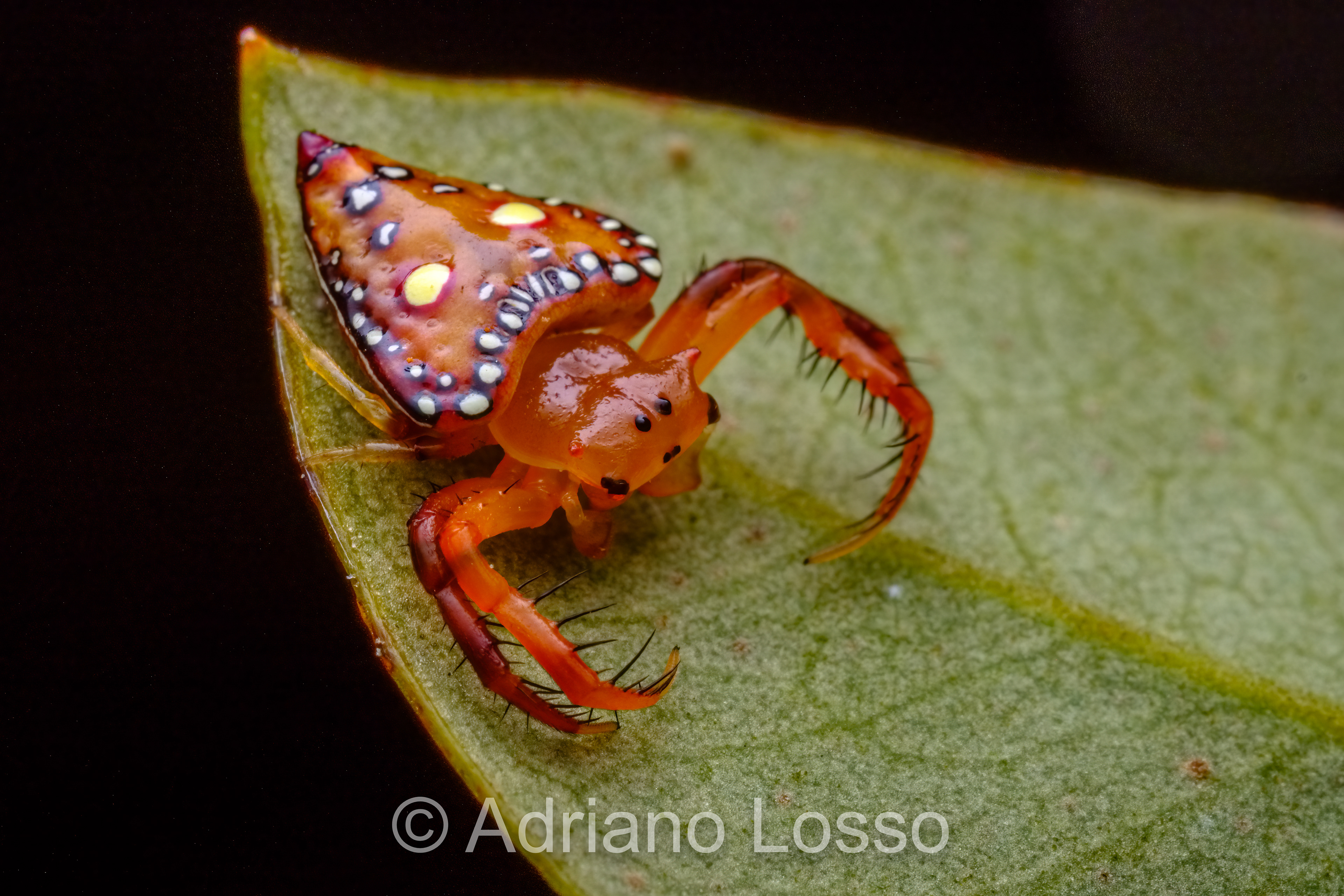 Triangular Spider (Arkys lancearius)