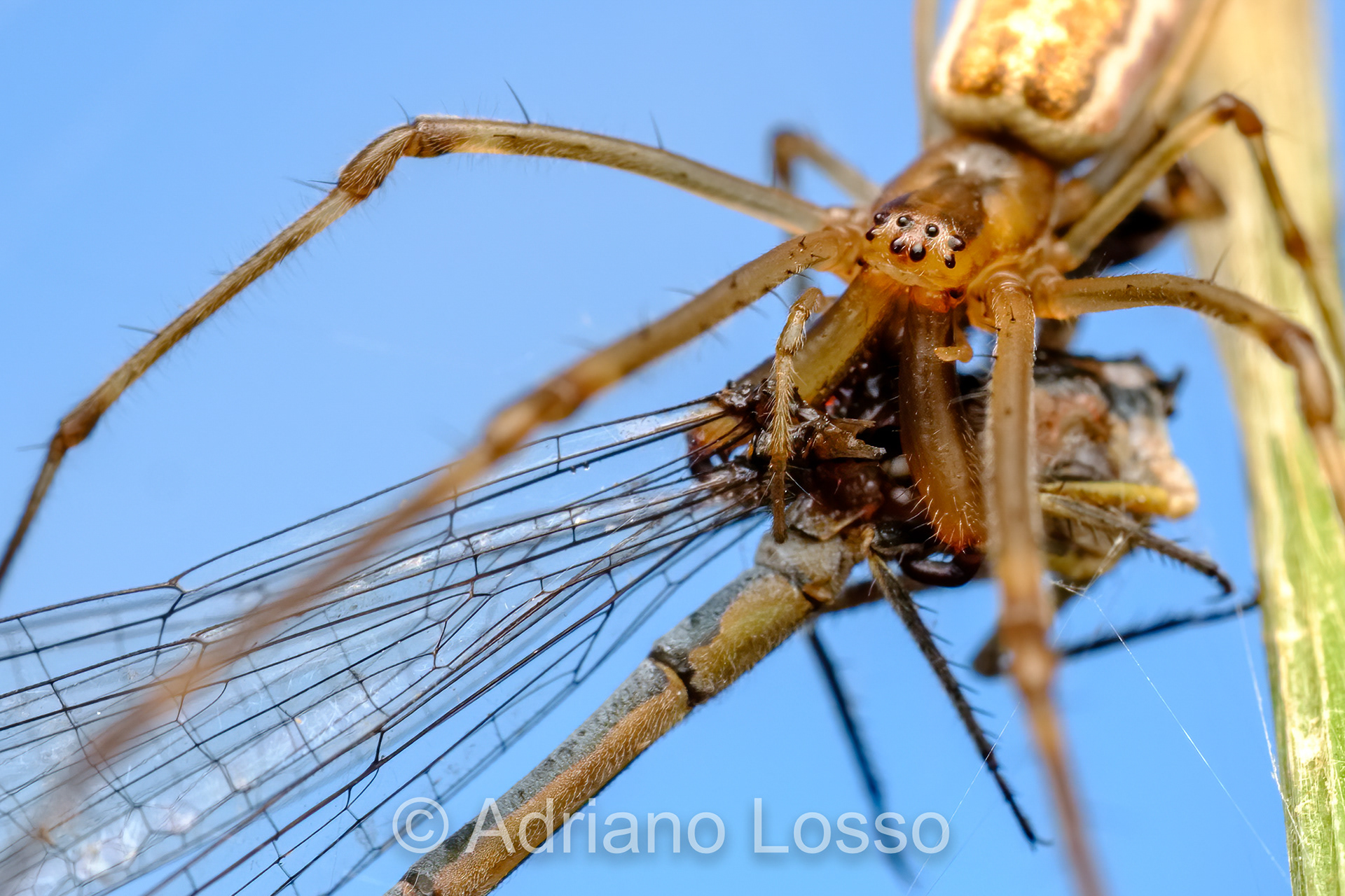Long-jawed Orb Weaver (Tetragnatha sp)