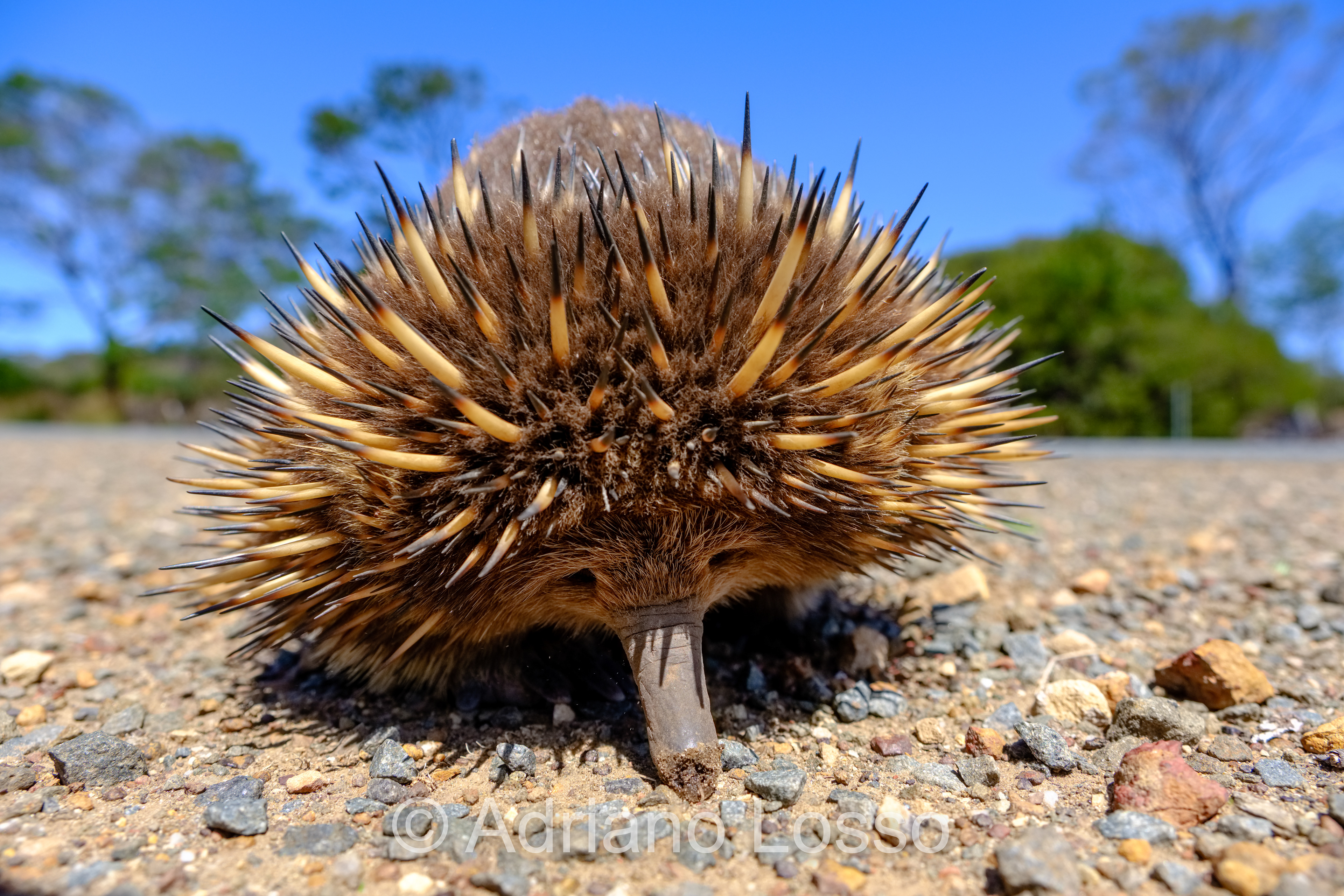 Echidna (Tachyglossus aculeatus)