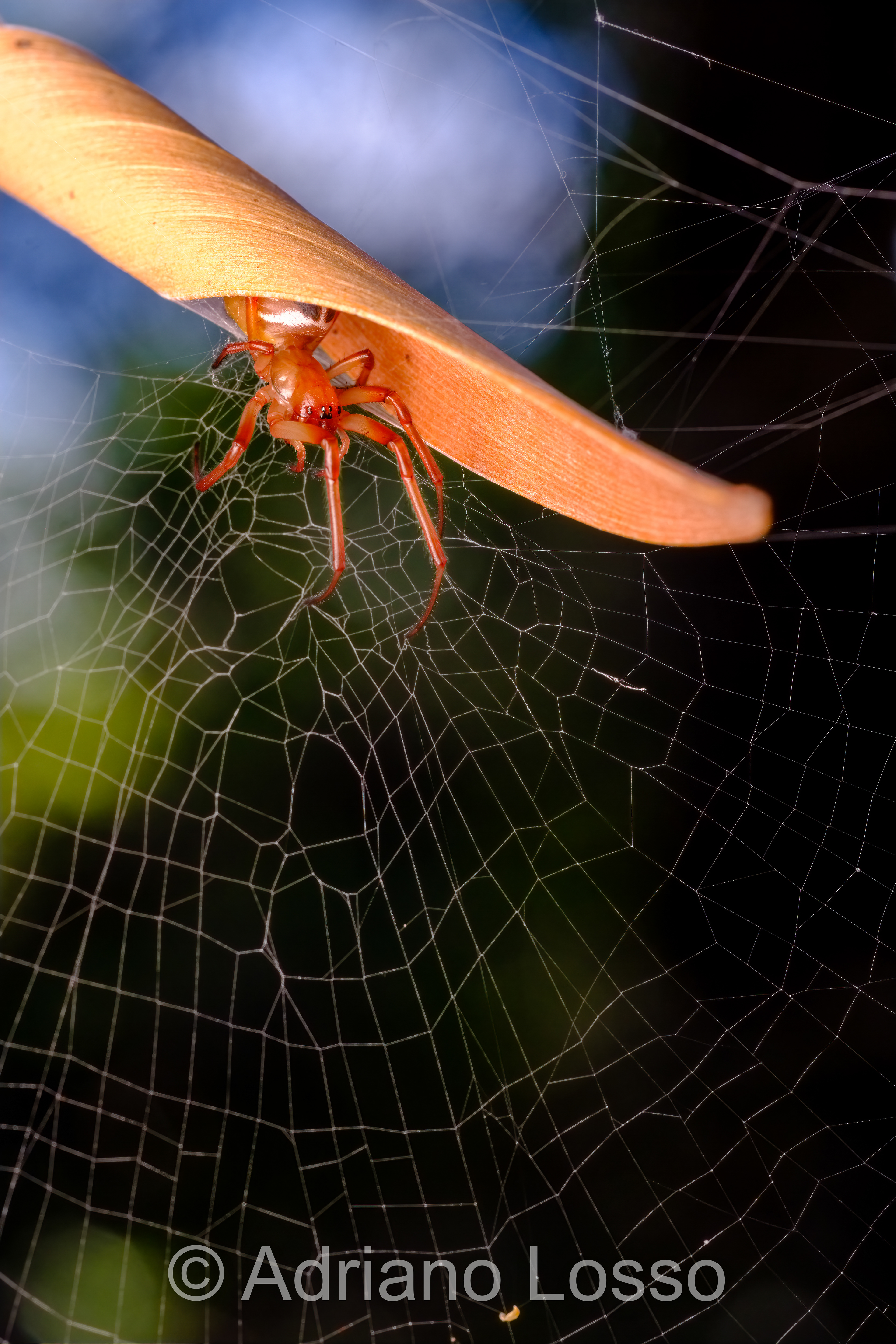Leaf-Curling Orb Weaver
