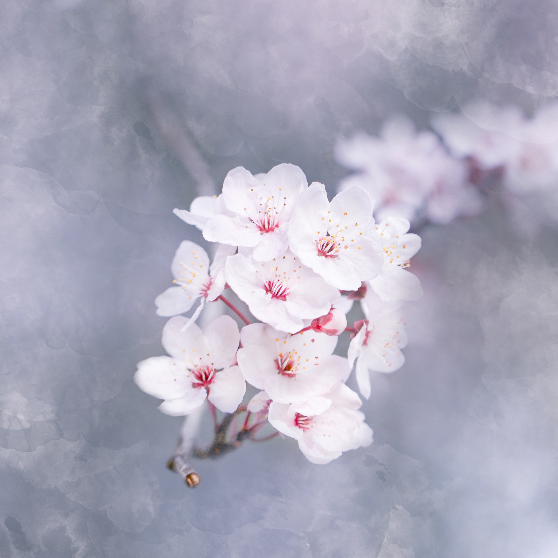 Cherry Blossom