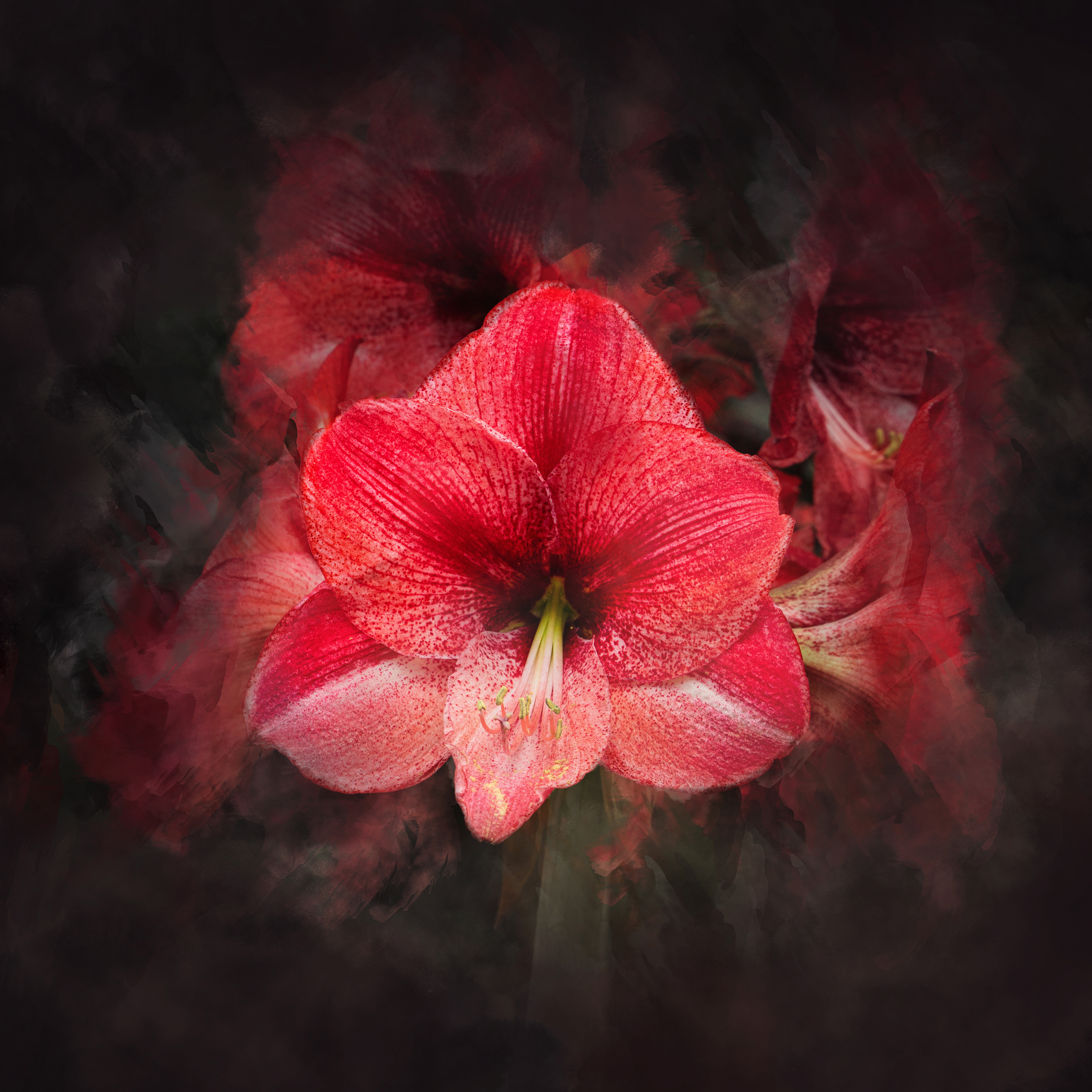Lily
