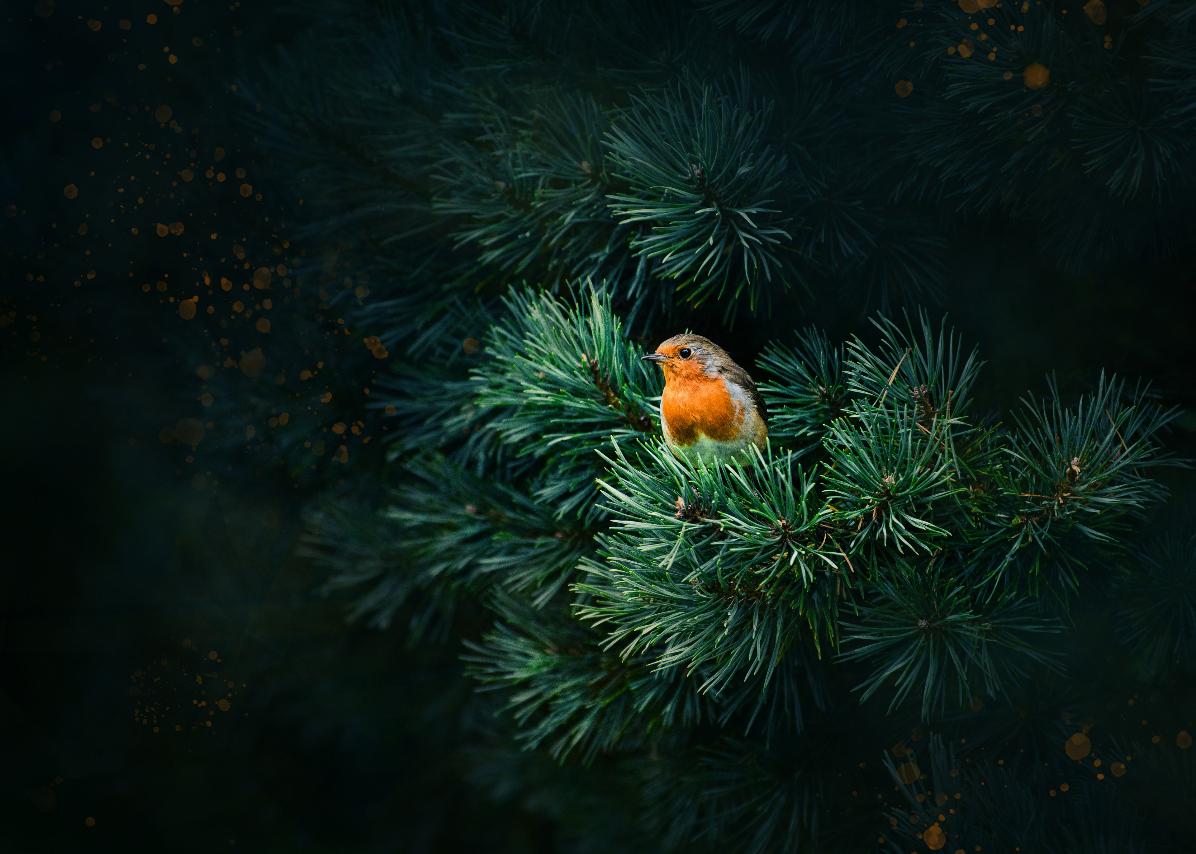 Robin on Pine